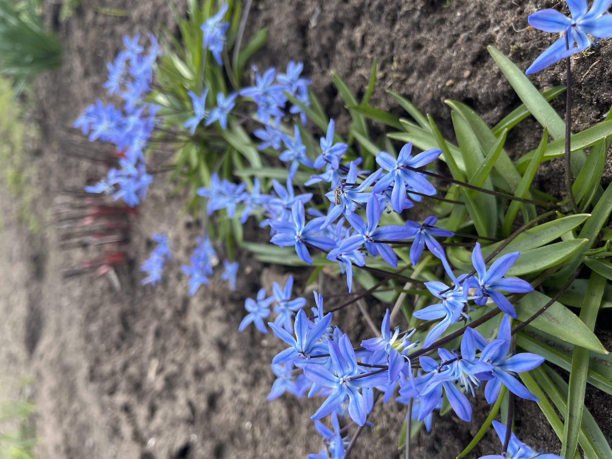 A close-up, slightly angled shot features a cluster of bright blue Scilla flowers in bloom, alongside their vibrant green leaves. The flowers are juxtaposed against a backdrop of dark, moist soil. An insect is visible on one of the flower blooms. The photograph was taken outdoors in a garden. There are other plants and garden accessories blurred in the background. The picture was taken in a garden, but the location in the city of Chaikovsky, Russia, cannot be verified from the photograph alone.
