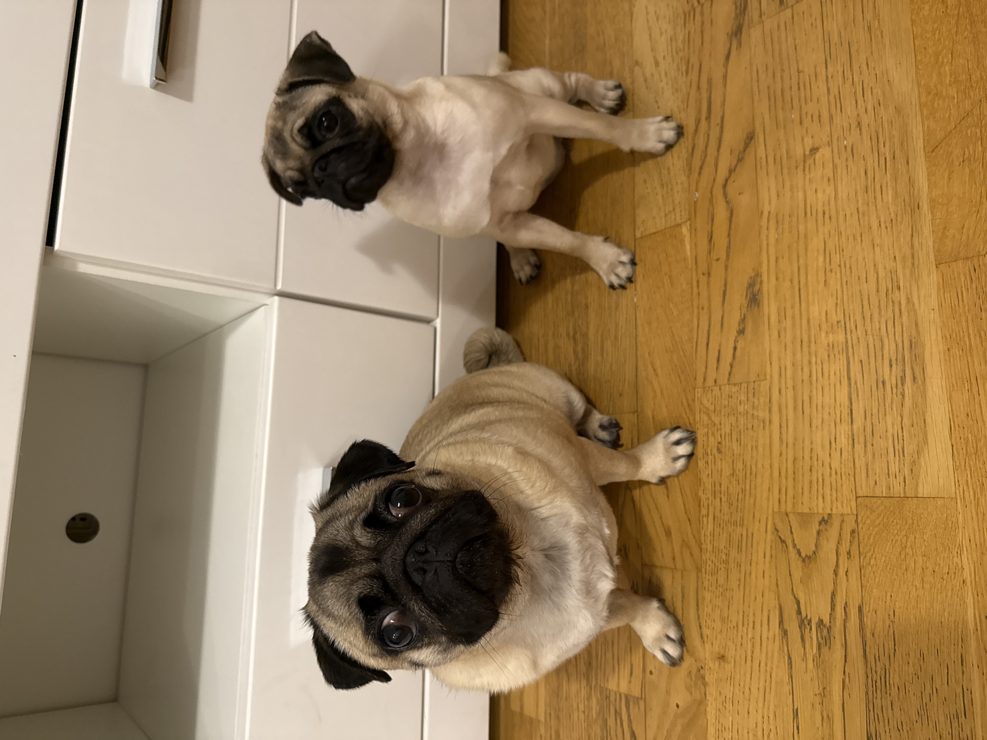 Two pugs are sitting on a wooden floor in front of a white cabinet. The pug on the left is larger and closer to the camera, looking directly at the viewer with wide eyes. The pug on the right is smaller and further away, looking to the right. The cabinet has a silver handle on the right drawer. The background is out of focus, with the wooden floor clearly visible in the foreground.