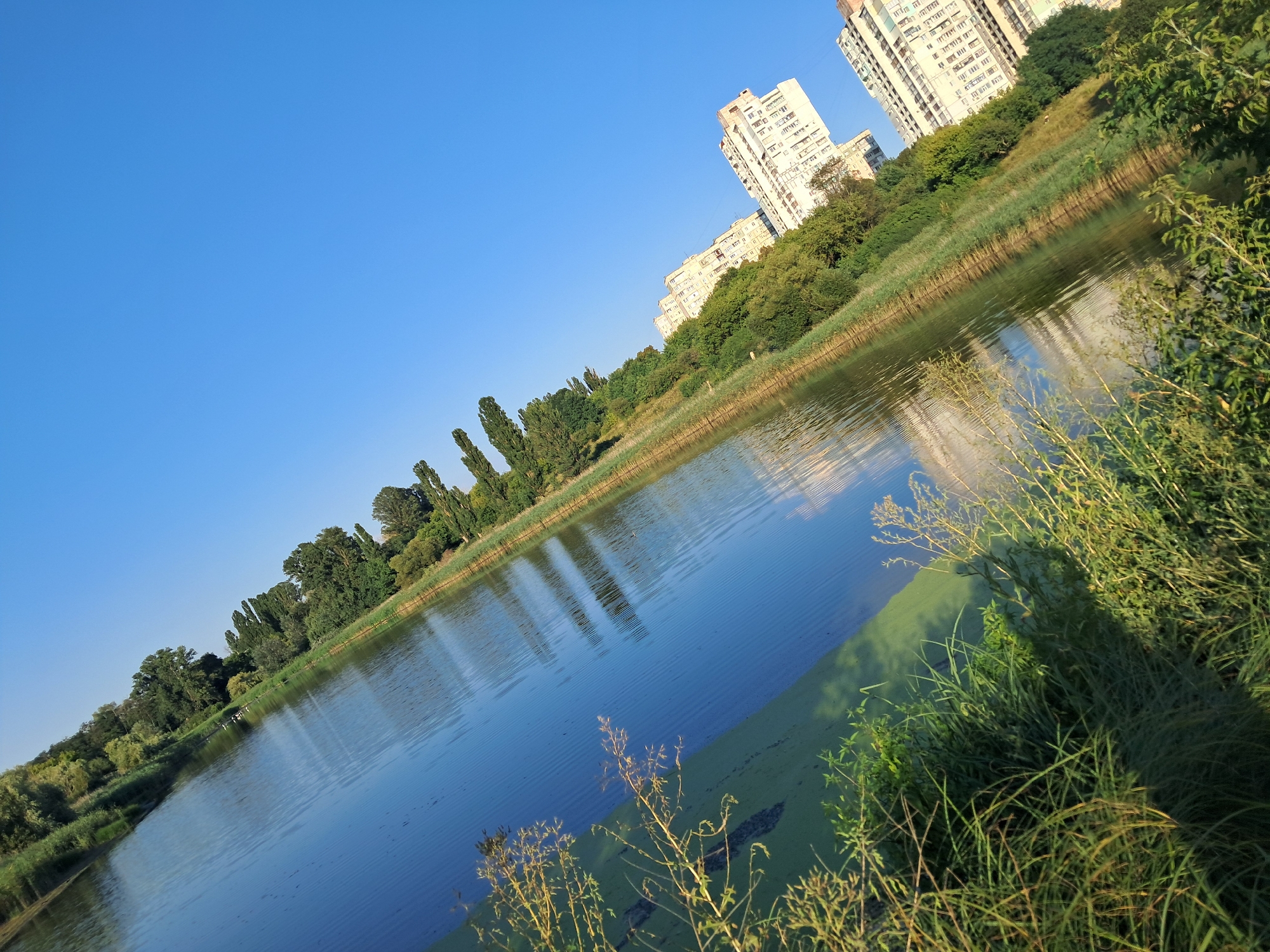 The image shows a body of water bordered by trees and vegetation, with buildings in the background. The water is calm with reflections of the trees and sky. There is a patch of green algae or aquatic plants on the left side of the water. Tall, thin trees line the edge of the water, followed by a dense growth of green foliage. In the distance, several multi-story buildings with many windows are visible, suggesting an urban or suburban environment. The sky is clear and blue. The image is taken from a low angle, looking across the water.