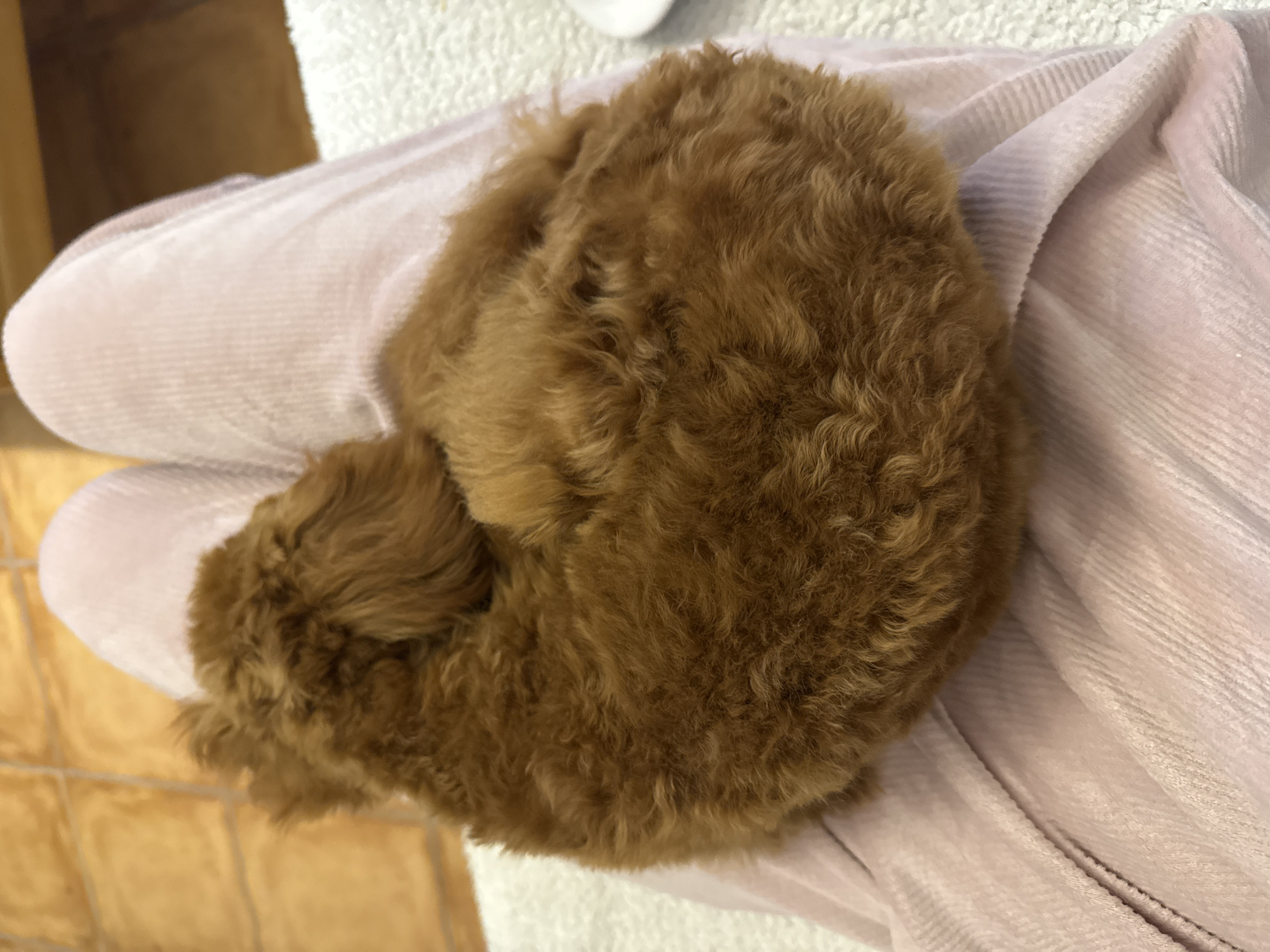 A curled-up, golden-brown puppy rests on a light pink or lavender-colored, textured fabric, possibly corduroy. The fabric lies on a white surface. Parts of a brown tiled floor and light brown wooden structure are visible in the background. The location appears to be indoors, and there is no indication that the image was taken in Sutomore, Montenegro.