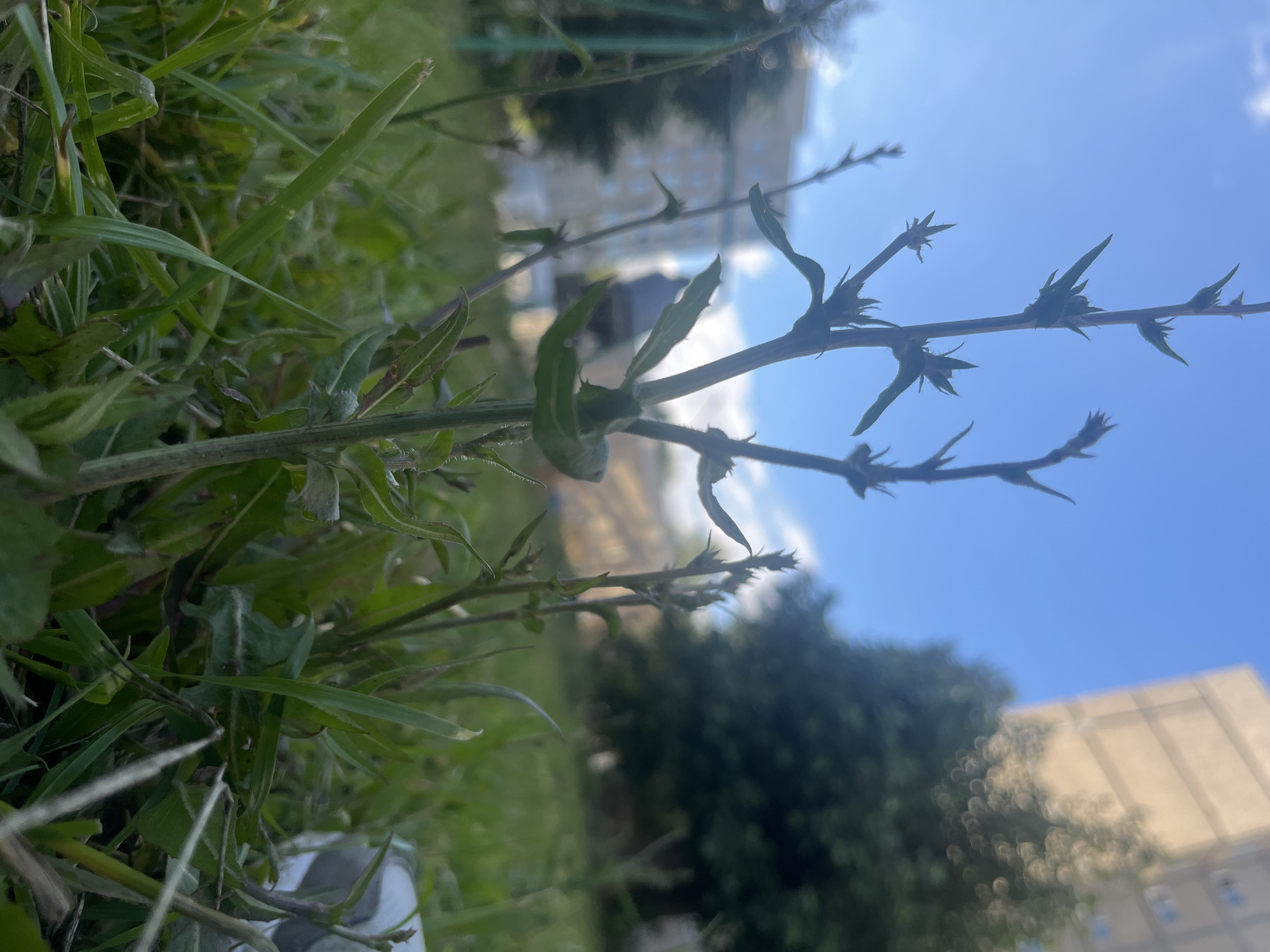A low-angle shot captures a thin, spiky plant stem with small green leaves emerging from a patch of grass. The stem extends upwards and to the right, with several smaller branches also bearing sharp, pointed leaves. The background is blurred, showing a bright blue sky with some scattered clouds, suggesting it is daytime and likely fair weather. In the distance, out-of-focus buildings and trees are visible. The image appears to be taken outdoors, possibly in an urban or suburban setting given the buildings. There are no people or specific activities depicted. The focus is on the intricate details of the plant and its interaction with the environment. The lighting suggests it's a bright day, possibly late morning or afternoon. There is no visible text in the image.