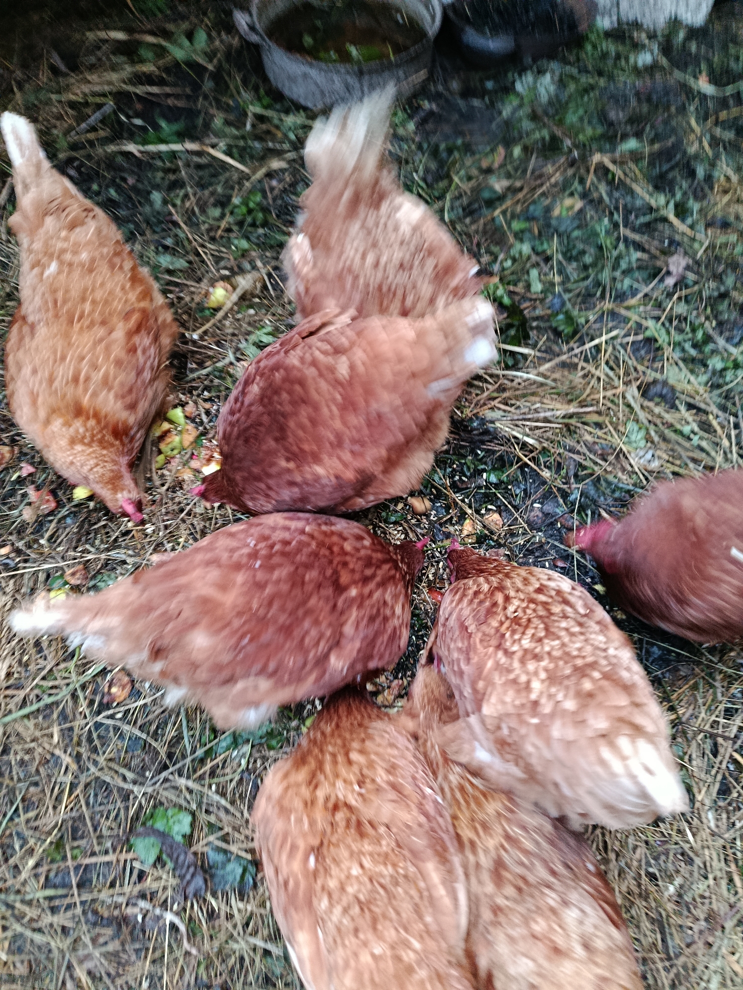 A flock of approximately six brown chickens are gathered on the ground, pecking at scattered feed. The environment appears to be a farmyard or rural setting, with dry grass, dirt, and some fallen leaves on the ground. In the background, out of focus, are what appear to be some buckets or containers. The scene is likely located in the city of Верея, Russia, given the context.