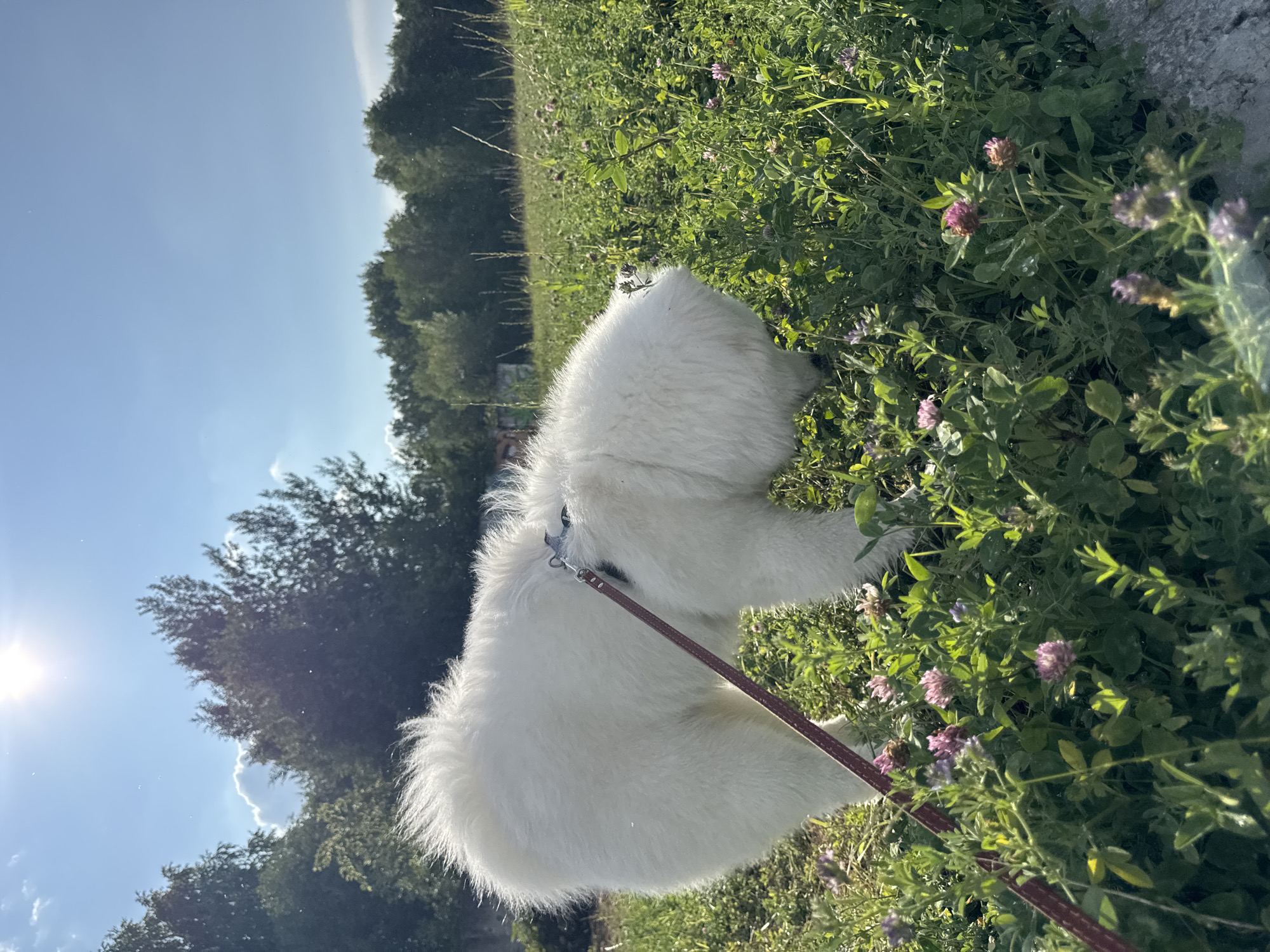 A fluffy white dog, likely a Samoyed, is the central subject of this image, seen from behind and to the side as it walks through a field of green clover and other wildflowers. The dog wears a dark collar and is attached to a reddish-brown leash, indicating it is being walked. The setting is a sun-drenched outdoor environment, with a bright blue sky overhead and the sun casting a bright glare and lens flare in the upper left portion of the frame. In the background, a line of dark green trees can be seen against the sky, suggesting a wooded area or forest edge. The clover field is dotted with small purple flowers. The lighting indicates it is daytime, likely late morning or afternoon, with clear weather. The overall mood is peaceful and natural. No text is visible in the image.