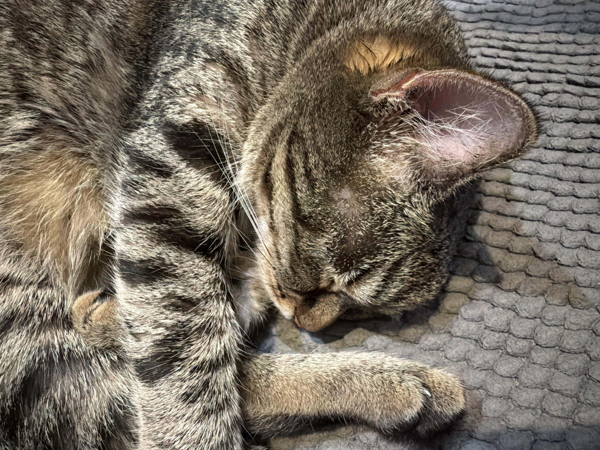 A close-up shot captures a tabby cat sleeping soundly on a textured gray surface, possibly a blanket or rug. The cat is curled up, with its head tucked close to its body. Its fur displays the characteristic tabby pattern of stripes and swirls in shades of brown, gray, and tan. One of the cat's ears is visible, showing its inner pinkness and fine white hairs. The cat's paws are tucked in, with one paw resting on its chest, revealing a hint of its claws. The lighting suggests it might be daytime, with soft shadows indicating a diffused light source. The overall mood is one of peace and tranquility, as the cat is deeply asleep. No text is visible in the image. The location context of Tryokhgorny, Russia, provides a geographical reference point but is not visually discernible from the image itself.