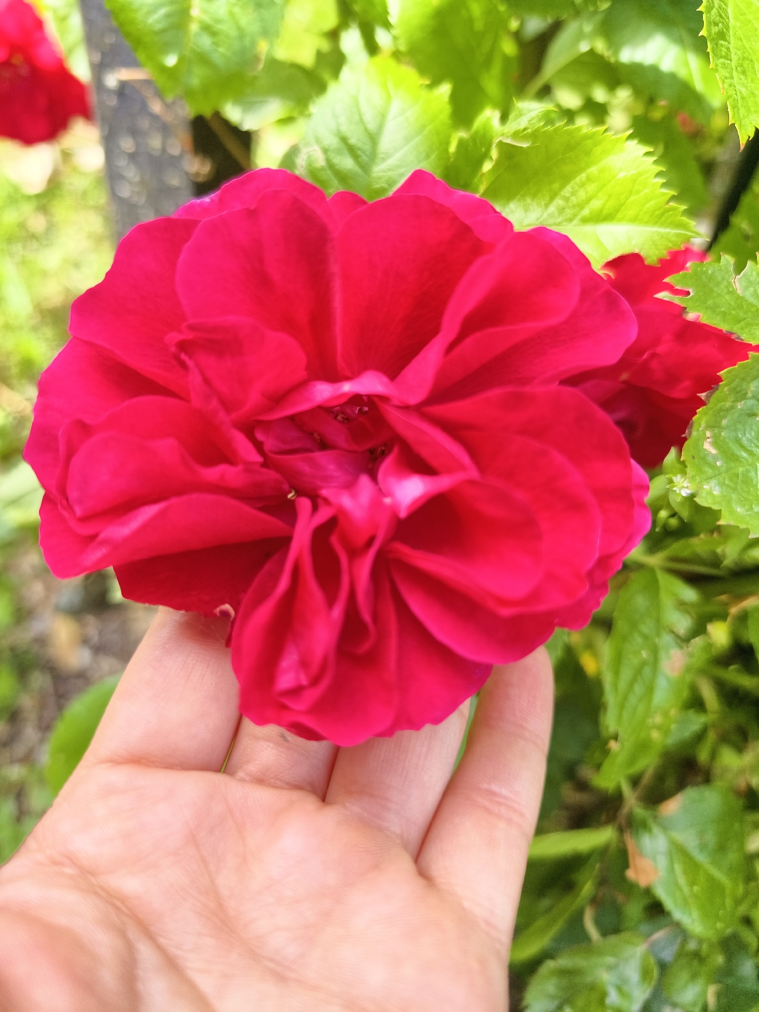 A close-up, overhead shot shows a person's left hand holding a bright pink, multi-petaled rose. The rose is in full bloom, with its petals fanned out. The background is blurred, but shows green leaves and what appears to be a dark wooden pole. The lighting suggests an outdoor setting, likely a garden. The image appears to be taken in the city of Linköping, Sweden.