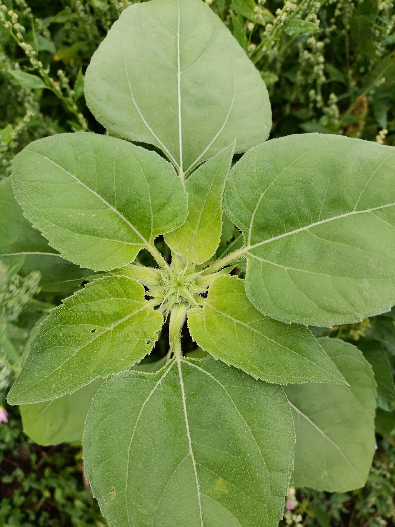 The image shows a close-up, overhead view of the top of a young sunflower plant with several large, light green leaves radiating outwards from a central, tightly furled bud. The leaves are broad and ovate with prominent white veins and slightly serrated edges. The central bud is covered in fine, white hairs, suggesting it is in an early stage of development, possibly before the flower head has fully formed. The background is blurred green foliage, indicating an outdoor natural setting. No people or specific landmarks of Yasnaya Polyana, Russia, are visible.