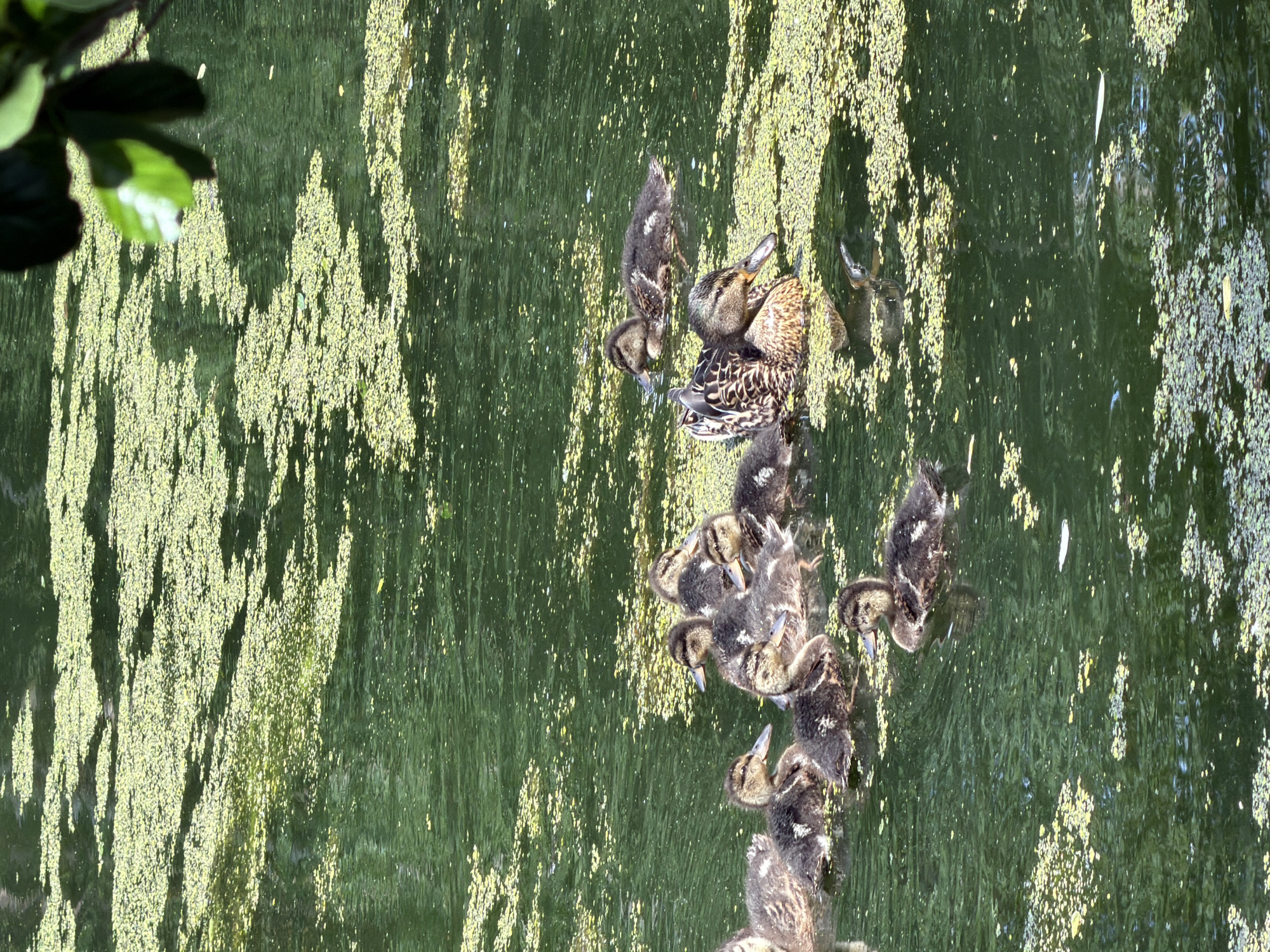 This media file captures a heartwarming scene of a mother duck and her ducklings navigating a body of water covered in algae. The subjects are a mallard duck and a large brood of young ducklings. They are in a natural setting, likely a pond or a calm river, given the presence of the algae and reflections of greenery from the surrounding environment.
The activity taking place is a family of ducks swimming. The mother duck appears to be leading her ducklings, who are clustered closely around her, a common protective behavior. Their movement suggests they are foraging or migrating to a new spot.
Notable details include the dappled sunlight creating reflections on the water's surface, adding a shimmering effect to the algae. The time of day appears to be daytime, likely late morning or early afternoon, given the brightness of the sunlight. The weather seems calm, with the water undisturbed except for the gentle ripples caused by the ducks. The location cue "Курилово Снт, Russia" places this natural event in a specific geographic context. There are no discernible emotions visible in the image, as the focus is on the animals and their natural behavior. No text is visible in the media file.