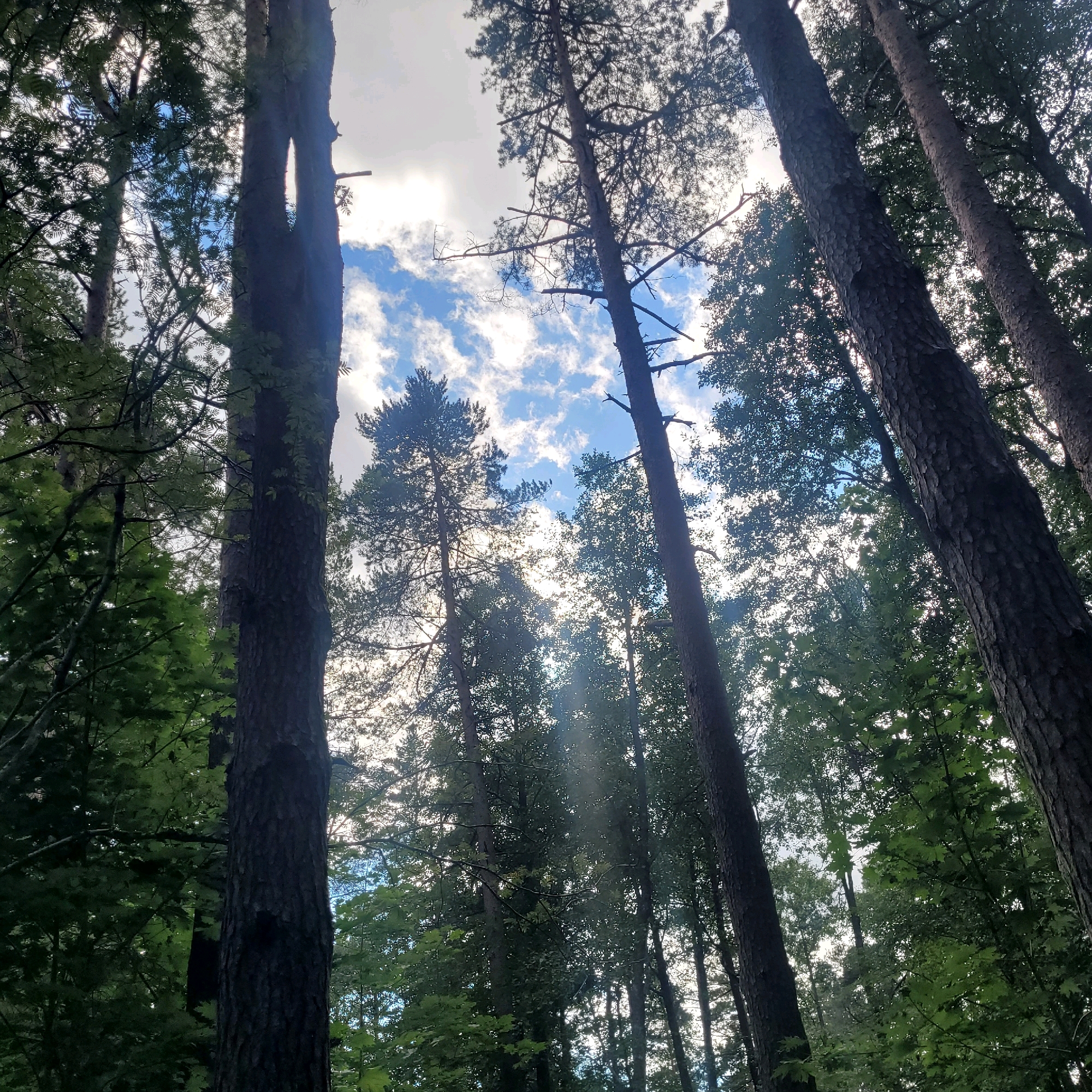 The image depicts a low-angle view looking up through the canopy of a dense forest, likely in the city of Jūrmala, Latvia, given the context. Tall, mature pine trees dominate the scene, their dark, textured trunks rising vertically towards the sky. Sunlight filters through the branches, creating visible light rays that illuminate patches of the undergrowth and the sky. The sky above is a mix of bright white clouds and patches of clear blue, with some clouds appearing slightly grey, suggesting a partly cloudy day. The foliage is a vibrant green, with the leaves of deciduous trees intermingling with the needles of the pines. The overall impression is one of a tranquil, natural environment, characteristic of Jūrmala's coastal forests. There are no people or specific man-made objects visible, focusing entirely on the forest ecosystem.