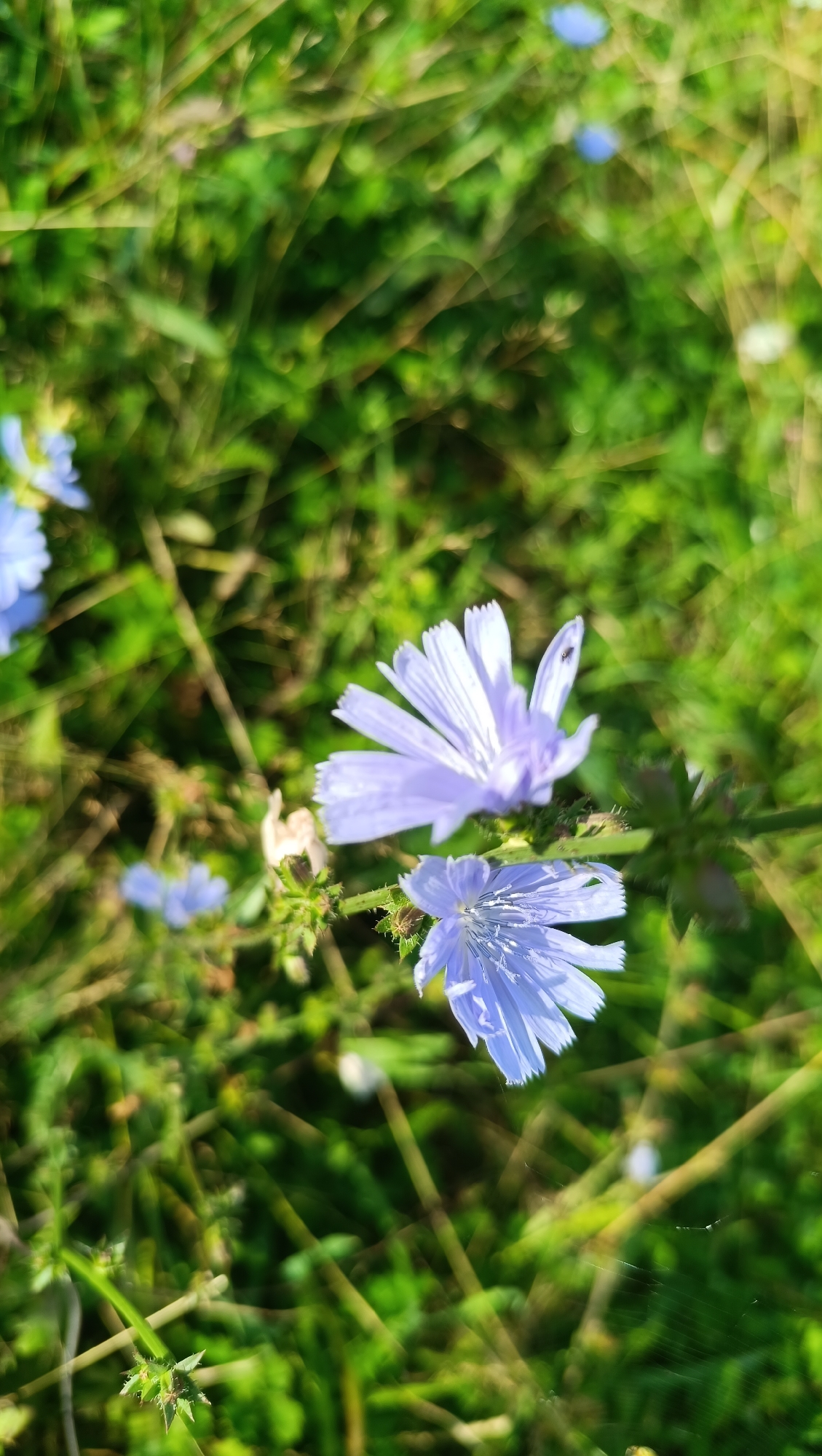 This is a close-up photograph of chicory flowers in a field of grass. The flowers are light purple with delicate, ray-like petals. The background is a blur of green grass and some lighter, out-of-focus areas that suggest sunlight. There are a few other chicory flowers visible, some in focus and some blurred in the distance. The overall impression is one of natural, outdoor beauty. The image does not depict any specific location in the city of Karsha, Russia, nor does it contain any people, actions, or interactions. It is a still life of wildflowers.