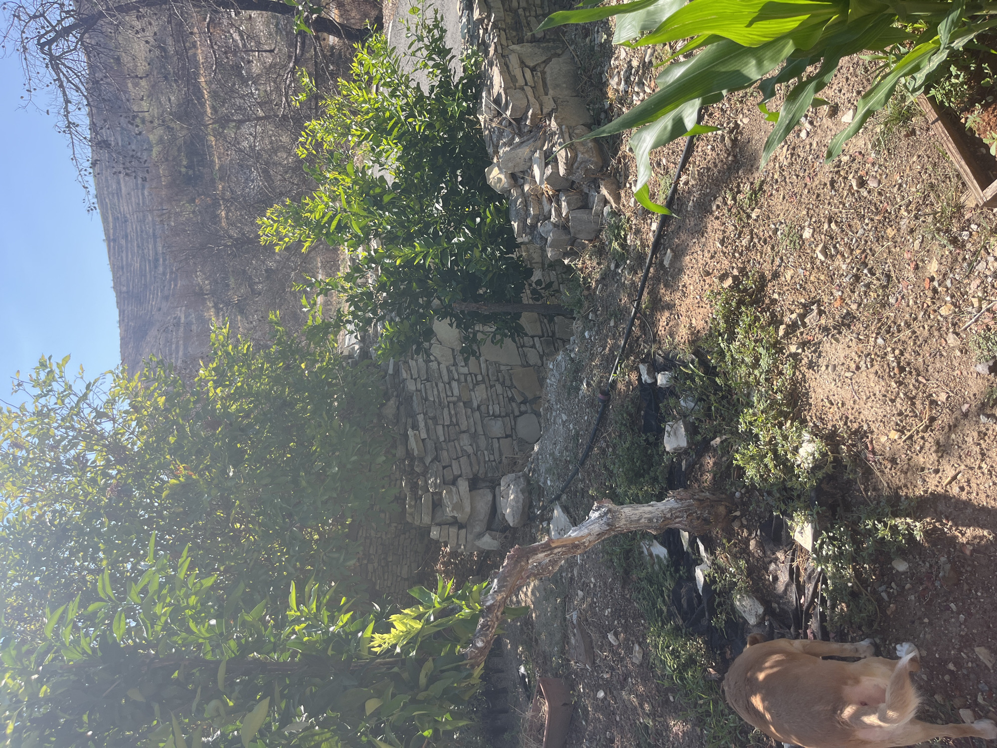 A medium shot captures a rural scene in Silikou, Cyprus, under a bright sky. In the foreground, a light brown dog stands with its back to the camera, facing left. To its left, a bare, gnarled tree trunk, whitewashed on one side, emerges from the dry, rocky ground. The ground is covered in dirt, pebbles, and sparse green vegetation.
Behind the tree, a low, weathered stone wall forms a boundary. Beyond the wall, a dense green bush with glossy leaves thrives. Further back, the landscape ascends into a hillside marked with terraces, some appearing burnt or barren, suggesting a recent wildfire. The presence of a black irrigation hose snakes across the ground in the foreground. To the right, a large corn plant with broad, vibrant green leaves grows in a wooden planter. The overall impression is one of resilience and nature's attempt to reclaim the land.