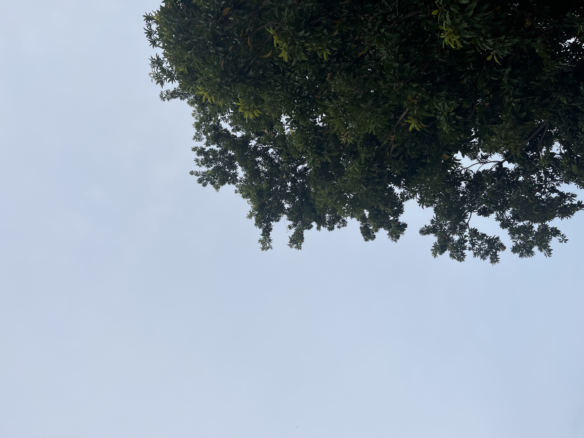 The image shows a view looking up at a tree canopy against a pale blue sky. The tree, with dense green foliage, occupies the upper portion of the frame. The location is Tinaquillo, Venezuela. The specific details within the tree canopy (e.g., leaf type, branch structure) are not clear, nor are there people or other objects besides the tree and sky. The image lacks any discernible actions or interactions.