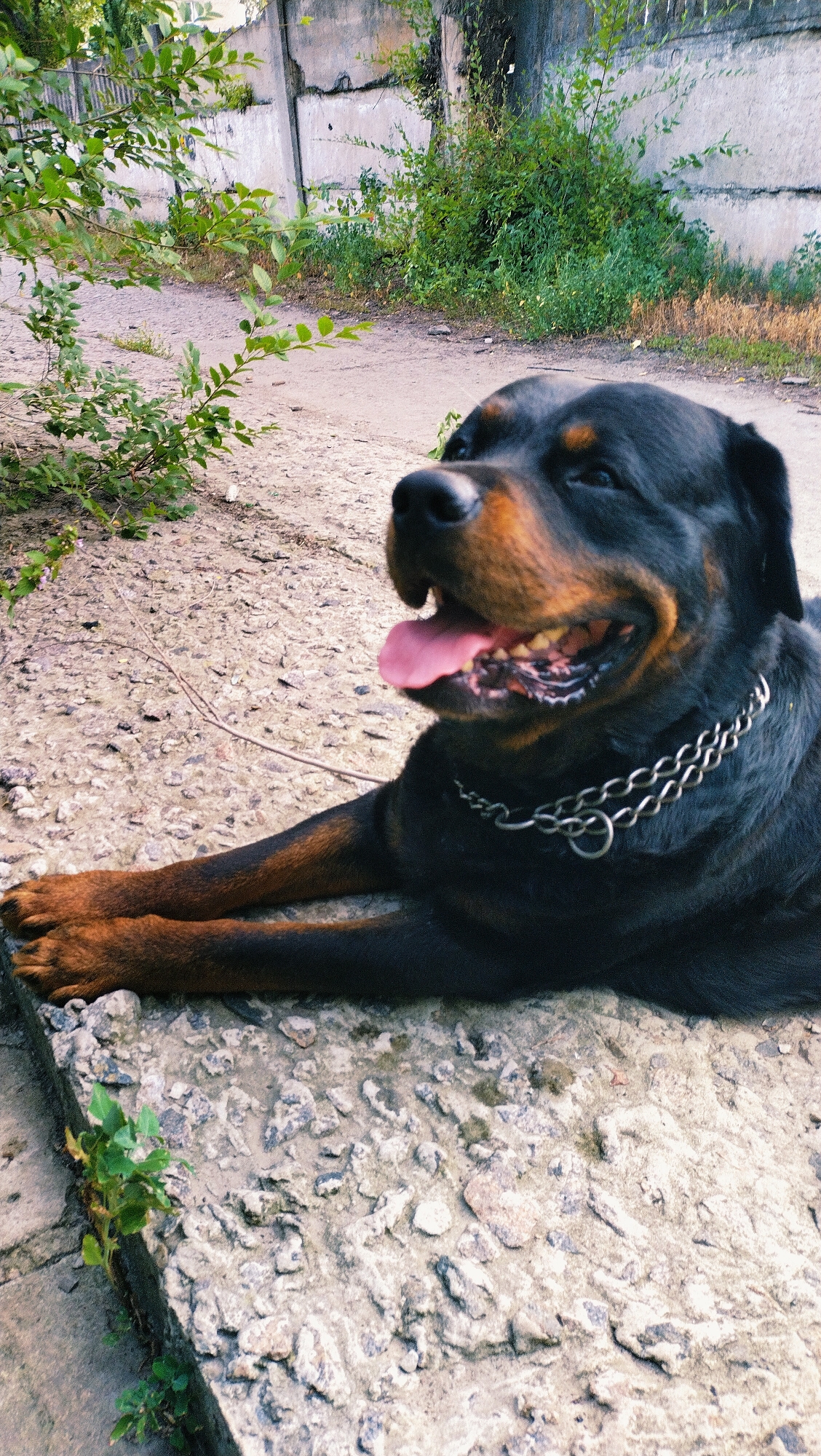 A Rottweiler dog is lying on a cracked concrete surface outdoors, with its tongue hanging out and a chain collar around its neck. The dog is black with tan markings. In the background, there is a dirt path, green bushes, and a concrete wall. The scene appears to be in an urban or industrial area, possibly on the outskirts of the city of Horishni Plavni, Ukraine.