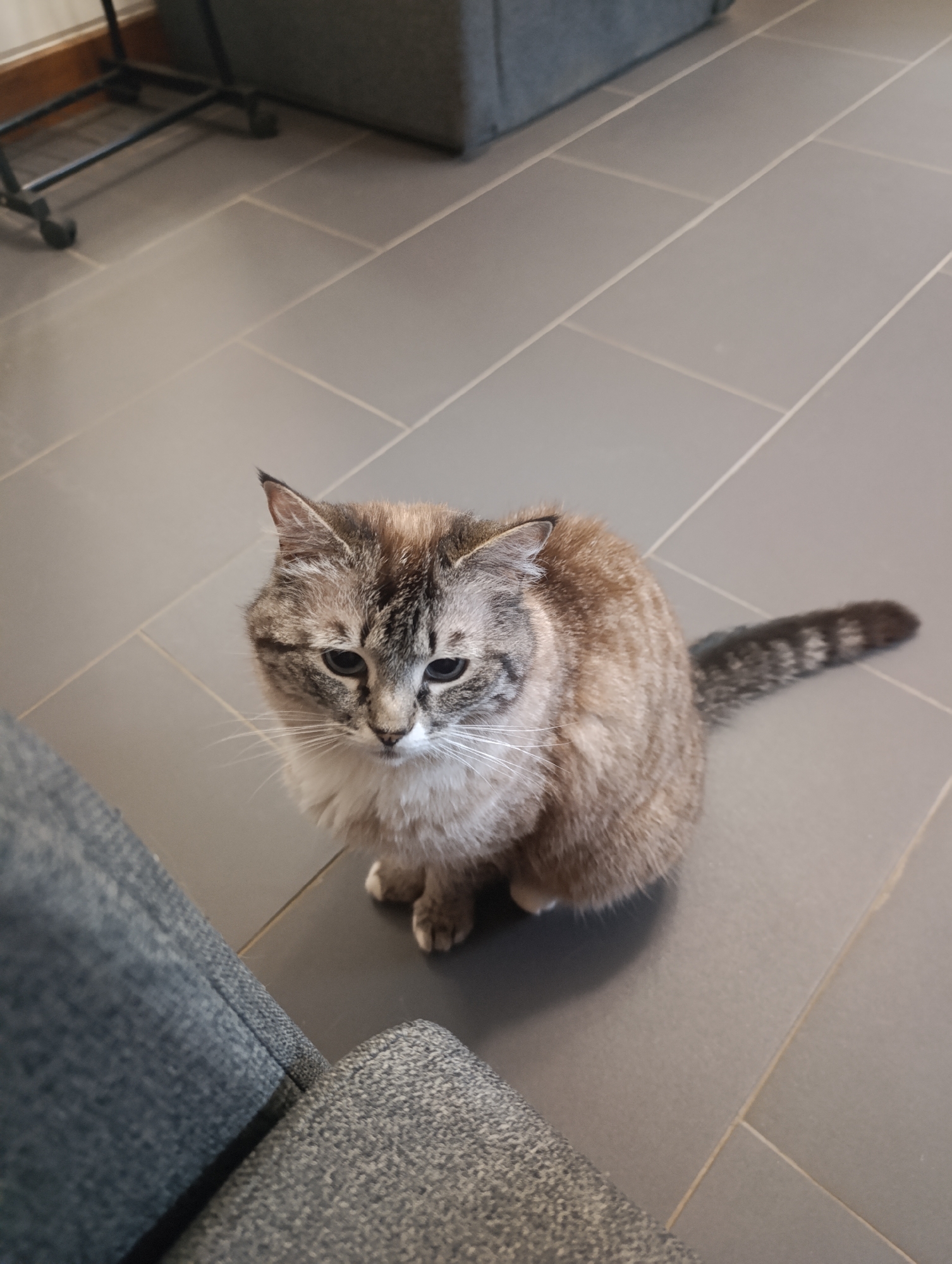 A grey tabby cat sits on a grey tiled floor next to a grey upholstered chair. The location is Unknown, Unknown.
