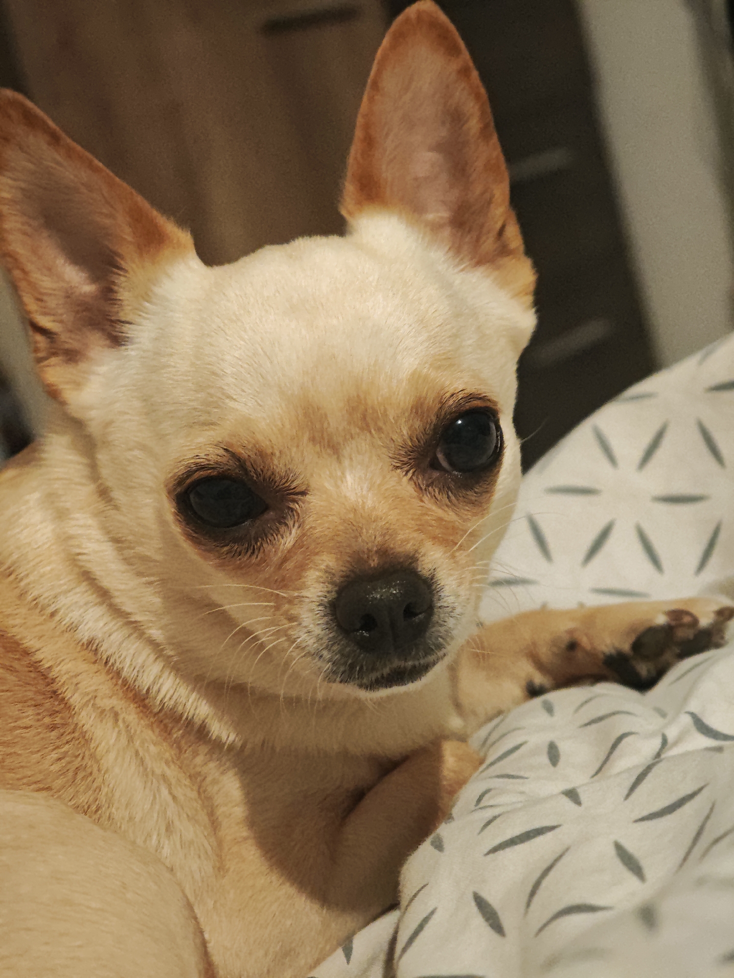 A close-up shot features a light-brown Chihuahua dog resting on a patterned pillow. The dog's face is the primary focus, with its large, dark eyes looking directly at the camera. The dog's ears are large and upright, with a darker brown color on the inside. The background is slightly blurred, with hints of neutral-colored fabrics. The setting appears to be indoors, likely a bedroom or living room. There is no evidence suggesting this is a photograph taken in Sofia, Bulgaria.