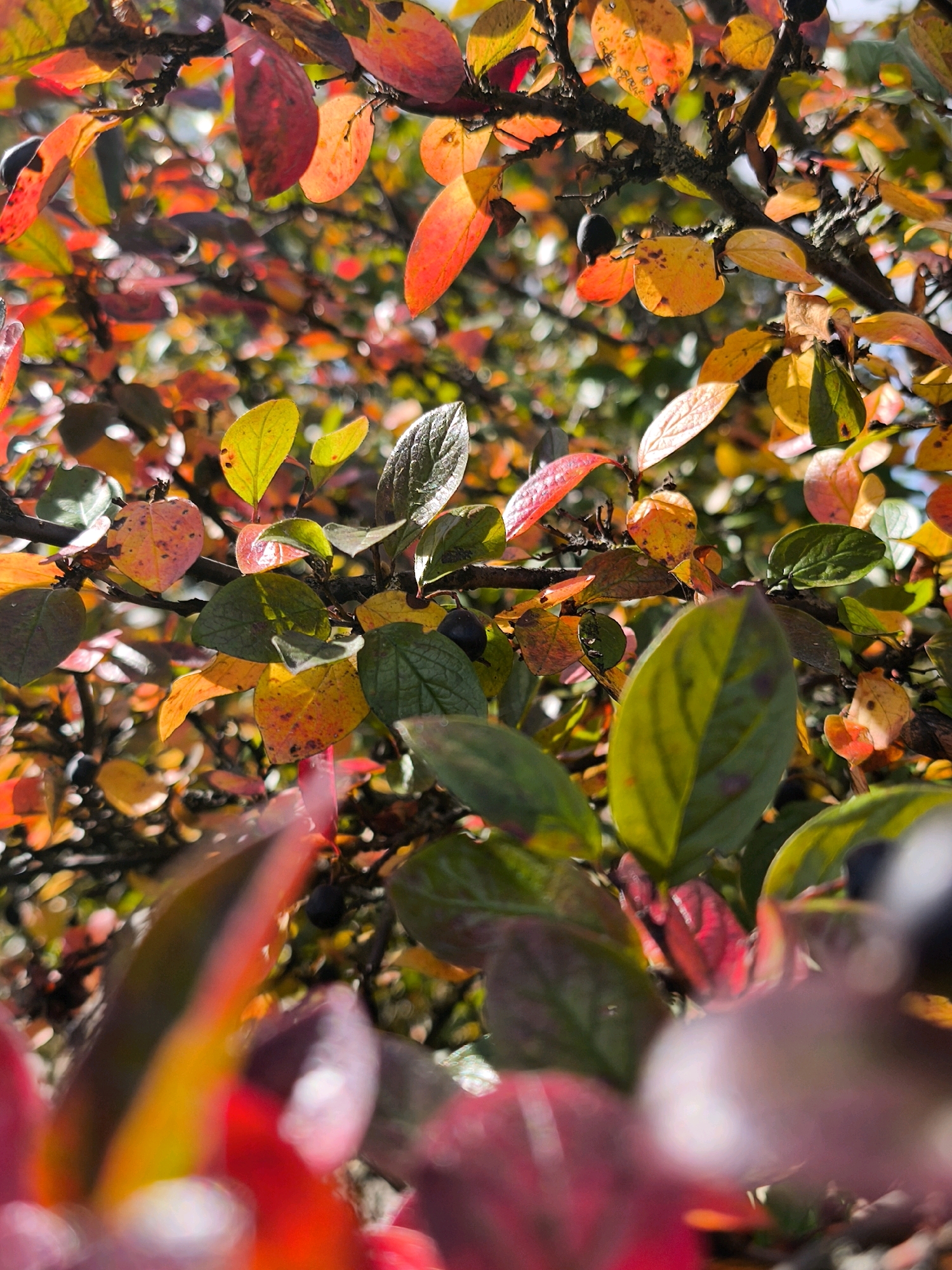 The image shows a close-up, upward-angled view of a bush with leaves in various stages of autumn color. The leaves range from deep red and bright orange to yellow and green. Some dark berries are visible among the foliage. The background is a blur of more leaves and branches, creating a bokeh effect. There are no people or discernible urban elements in the image, making it impossible to determine a specific location in Mahilyow, Belarus. The scene is natural and appears to be outdoors, likely in a park or garden.