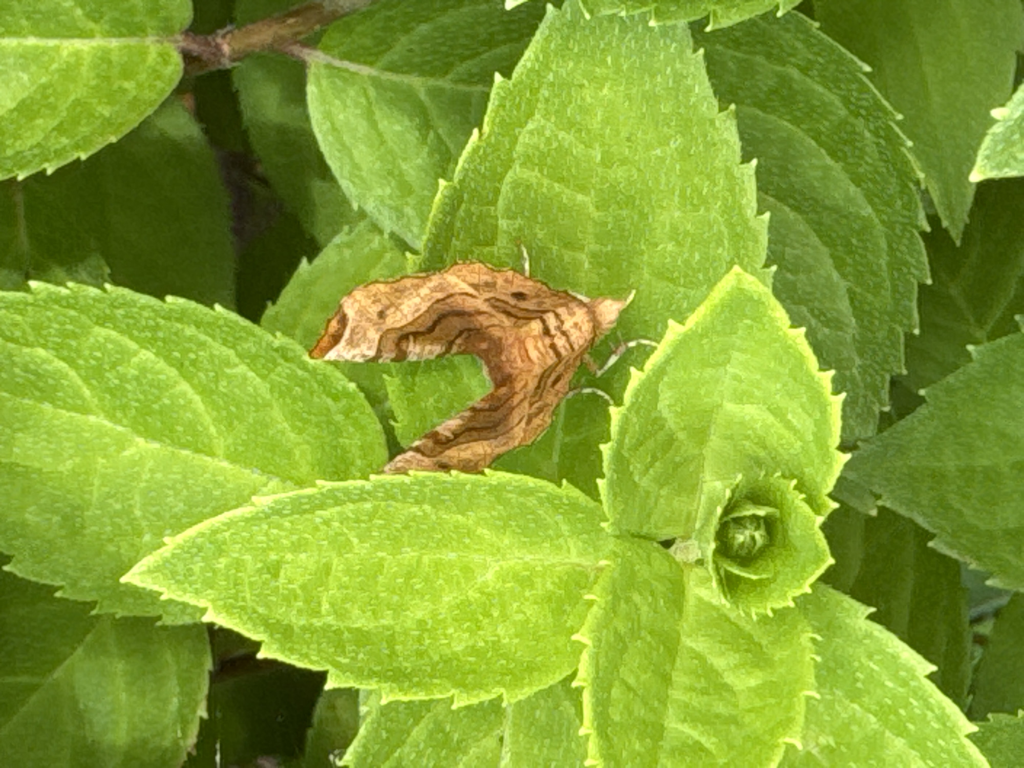 A close-up, high-angle shot of a deceased brown moth resting on bright green, serrated leaves. The moth is positioned in the center-right of the frame, its patterned wings folded. The leaves are layered and some are slightly curled. The background is blurred, showing more green foliage and a hint of a brown stem. The image appears to be taken outdoors, likely in a garden or natural setting.