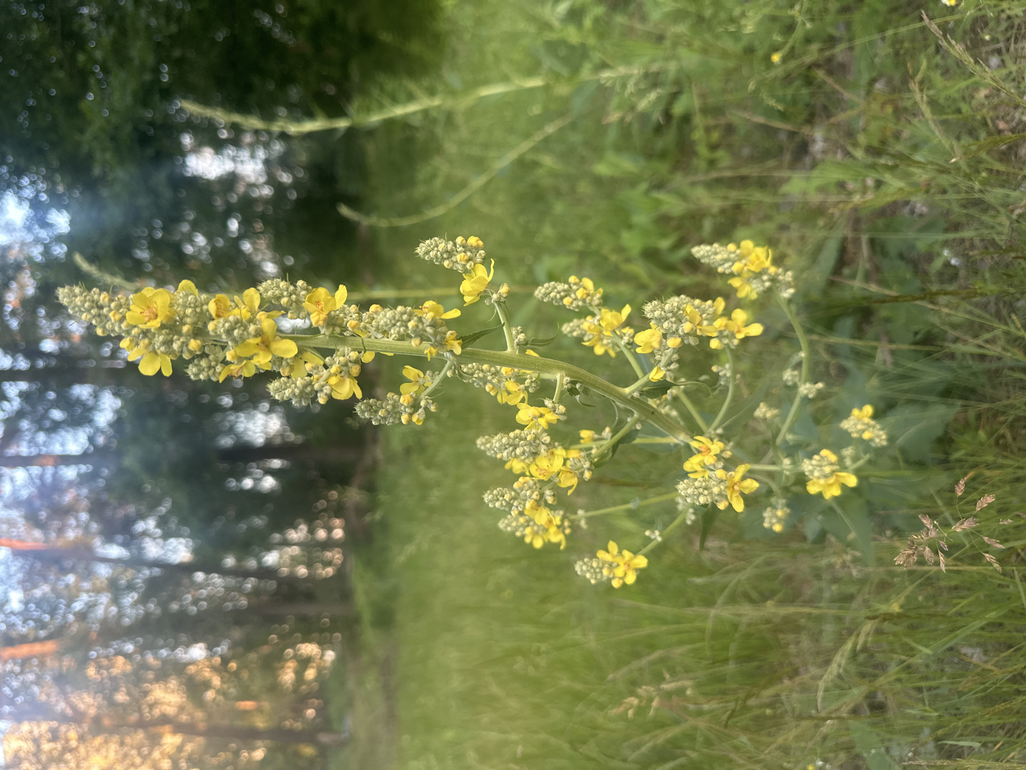 In an outdoor natural setting, a tall plant with bright yellow flowers and green buds stands prominently in the foreground, reaching upwards. The plant is set against a blurred background of green grass and trees, with sunlight filtering through the foliage, creating a bokeh effect. The lighting suggests it is either sunrise or sunset. There are no people or any other discernible objects or actions in the scene. The location is not specified, and is therefore described as Unknown, Unknown.