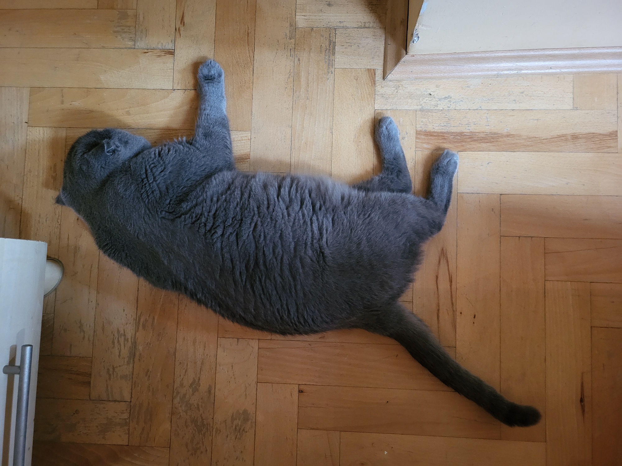 An overhead shot captures a relaxed grey cat lying on its back on a light brown wooden floor. The cat, appearing to be a British Shorthair or similar breed due to its dense, blue-grey fur, is stretching out its front paws towards the top left and its back paws towards the top right. Its head is turned to the left, and its tail extends towards the bottom right of the frame, ending in a slightly curled tip.
The wooden floor consists of narrow planks arranged in a parquet or herringbone pattern, showing some signs of wear and varying shades of brown and beige. In the top right corner, a section of a light-colored baseboard or trim runs along what appears to be a wall, with a small portion of a light-colored wall visible above it. To the left, part of a white cabinet or piece of furniture with a silver handle is visible.
The cat appears to be sleeping or resting comfortably, conveying a sense of peace and tranquility. The lighting suggests daytime, possibly natural light from an unseen window, creating soft shadows. There is no visible text in the image.
