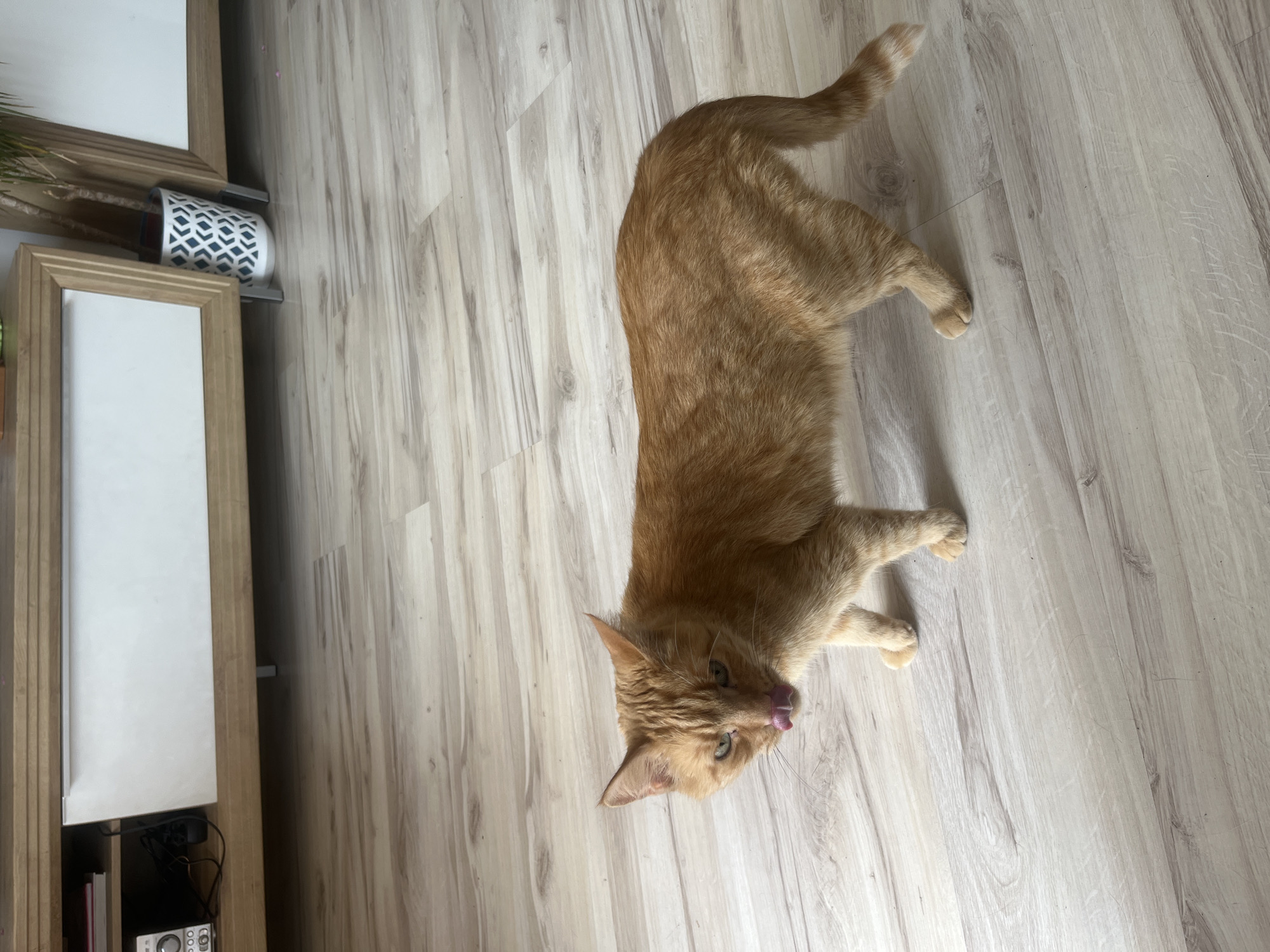 An orange tabby cat is lying on a light-colored wooden floor. The cat is facing the camera and licking its nose. Its tail is curved over its back. To the left of the cat, there is a light wood cabinet with a white drawer. On top of the cabinet, a white ceramic pot with a geometric pattern holds a green plant. The scene is indoors, likely a home. The lighting suggests it is daytime. There is no visible text in the image.