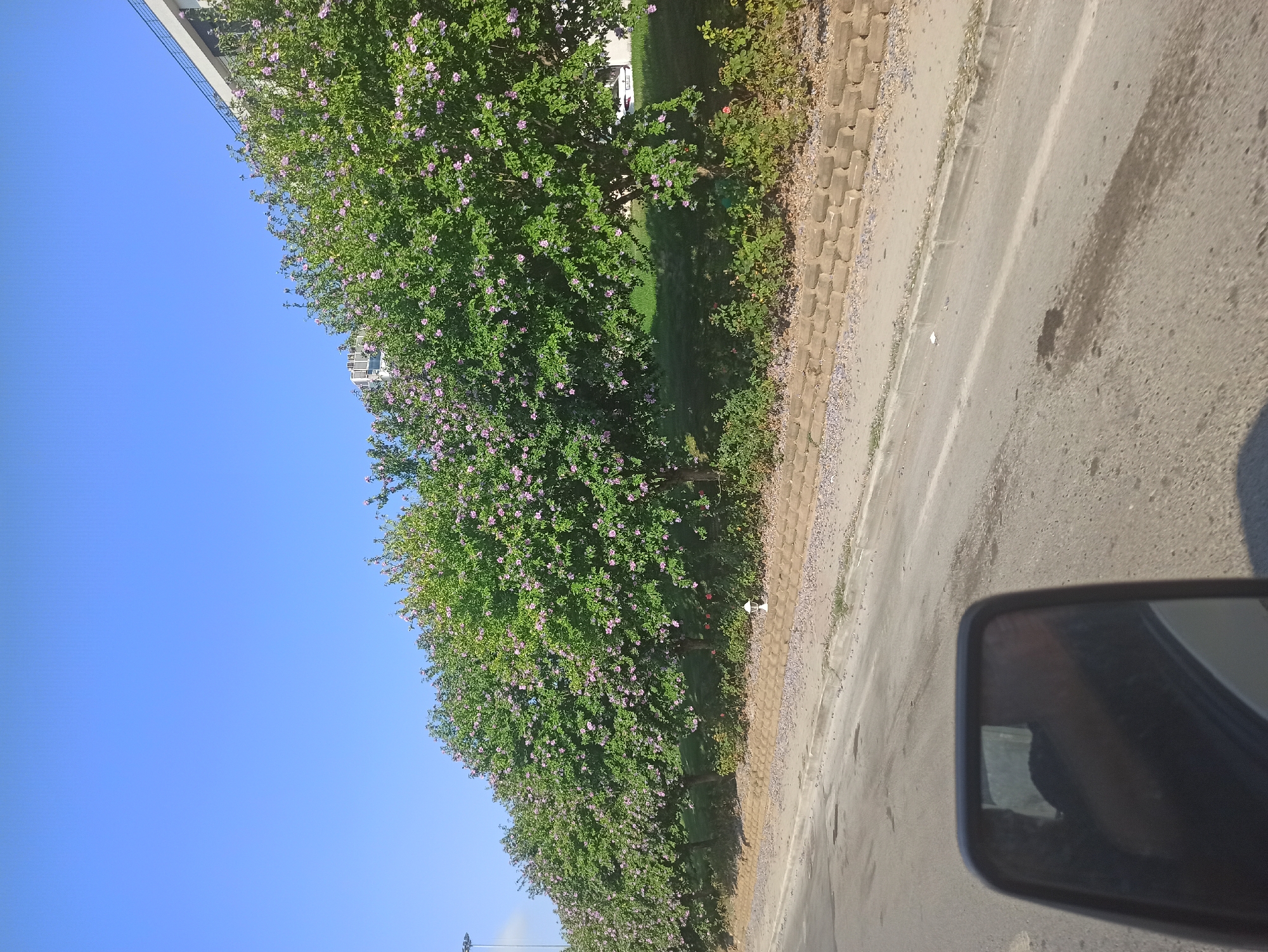 This is a medium-angle, eye-level, outdoor, daytime, horizontal, full shot of a row of trees in bloom, bordering a street in Maltepe, Turkey. The trees are lush green with small purple flowers and are planted in a line along a grassy slope. A modern building with a dark railing is visible behind the trees. In the foreground, a grey asphalt road with some water stains is visible, along with a side mirror of a vehicle, reflecting a person's head and shoulder. A low wall made of interlocking concrete blocks and filled with gravel runs along the base of the slope. A white outdoor lamp is positioned on the wall. The sky is clear and blue.