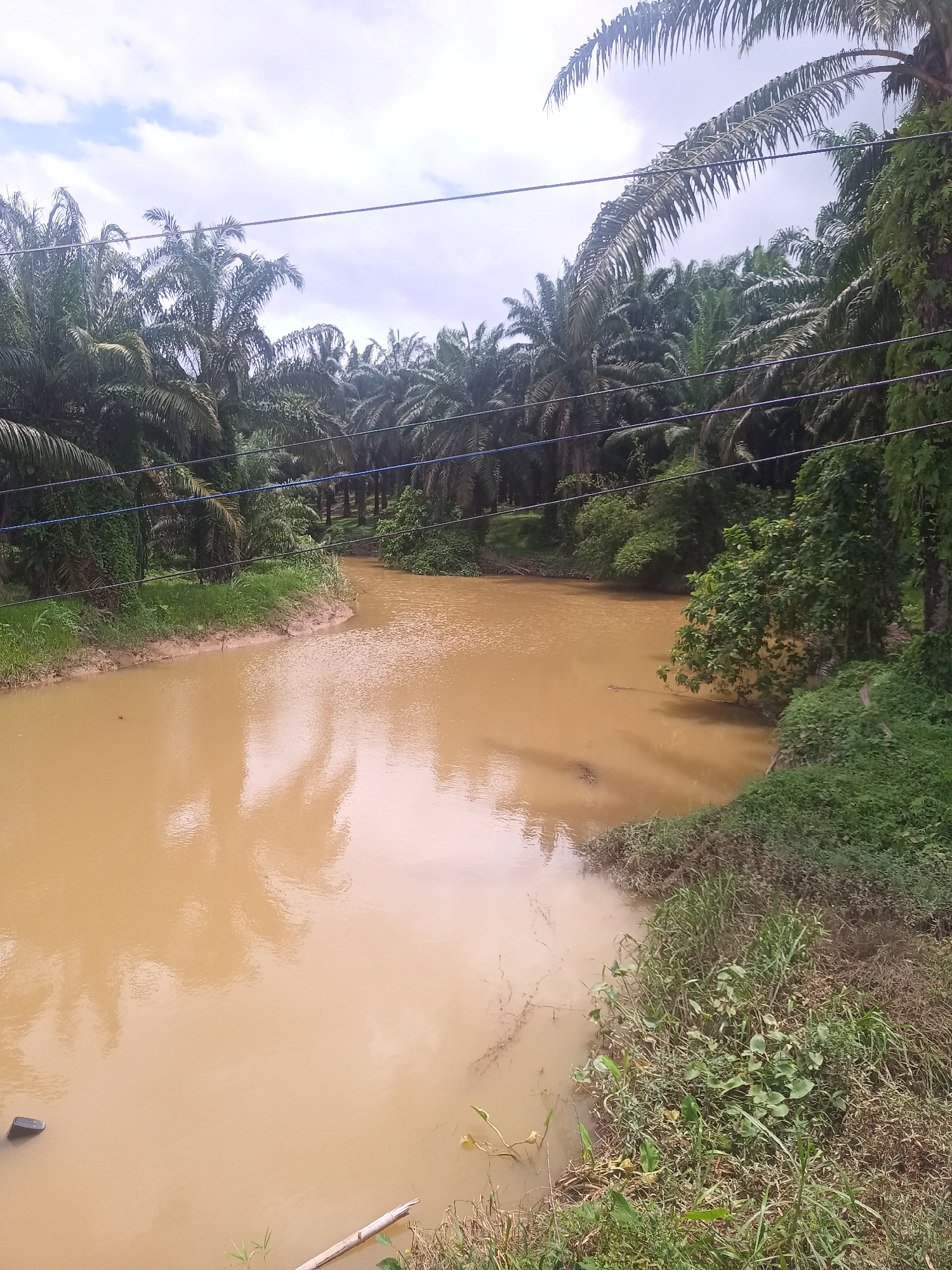 The image depicts a murky brown river in Na Nuea, Thailand, surrounded by lush vegetation and palm trees. Overhanging power lines traverse the scene. The water reflects the sky and trees, obscuring its depth and clarity. The riverbanks are overgrown with grass and various plant life. At the water's edge lies a fallen branch or bamboo pole. The overcast sky suggests recent or impending rain. The overall impression is of a humid, tropical environment. No people are visible.