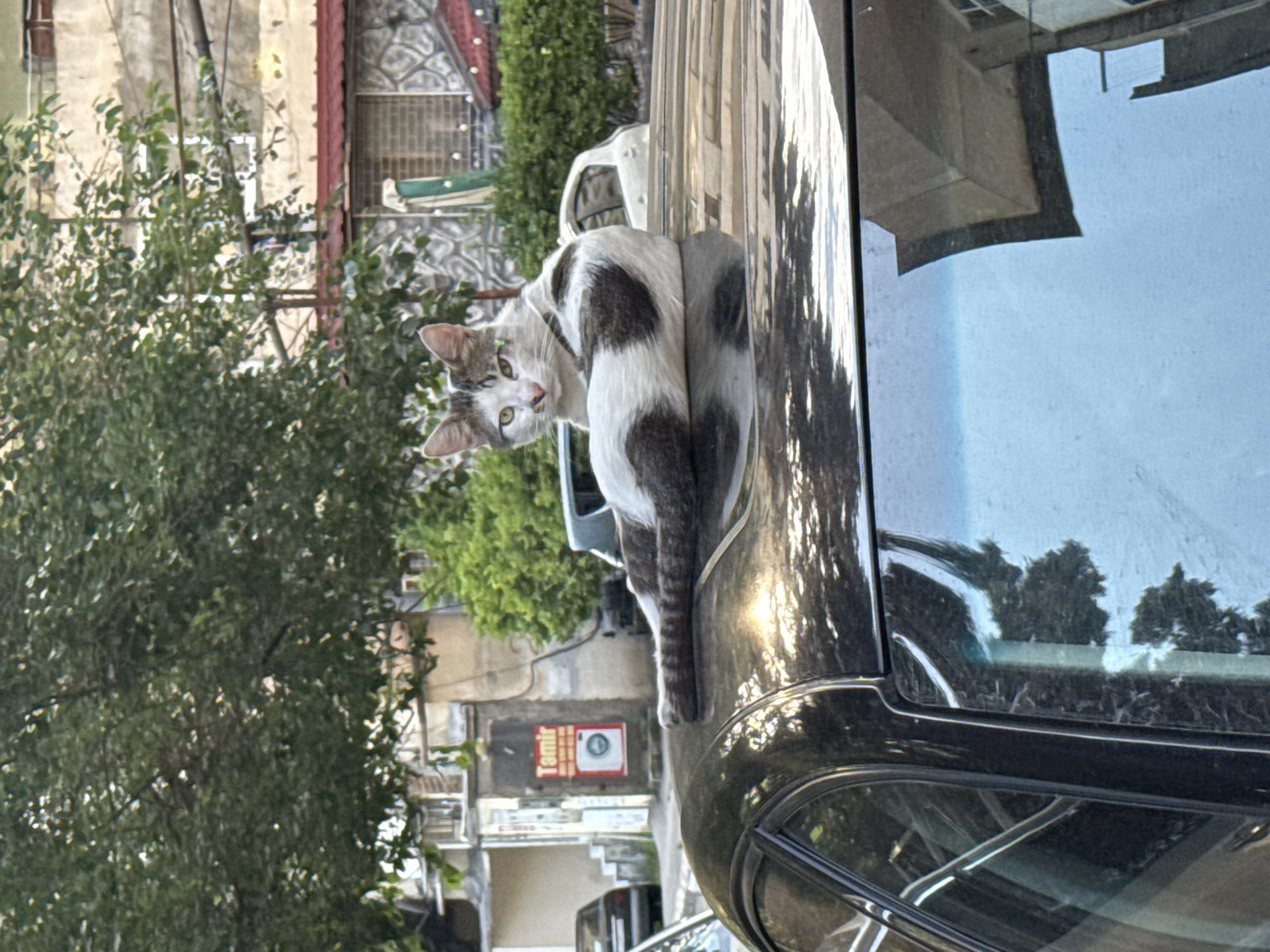 A cat with white fur and dark spots is perched on the roof of a black car, looking back at the camera. The cat has green eyes and is facing to the left, with its body angled towards the right. The car's reflective surface shows the surrounding environment, including trees and buildings. In the background, there are several buildings with varying architectural styles, some appearing aged. A lush green tree with dense foliage is visible on the left side of the image. A red sign with white text is also present in the background, featuring an image of a washing machine. The scene appears to be outdoors, possibly in a residential area or a street. The lighting suggests it is daytime, with sunlight reflecting off the car. The image is oriented vertically. The cat's pose and direct gaze suggest curiosity or perhaps a moment of rest. There are no people visible in the frame.