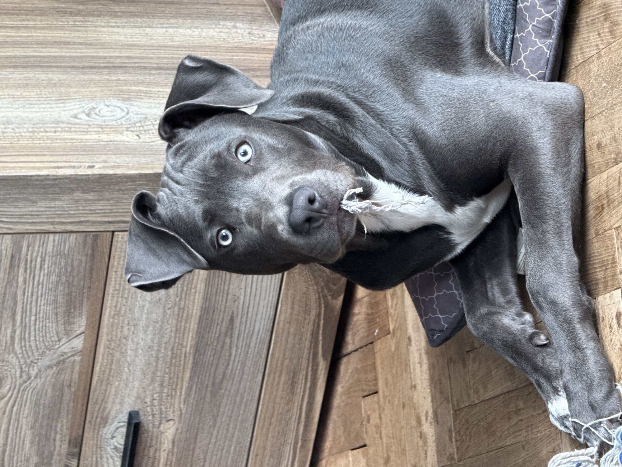 A grey pitbull-type dog with piercing blue eyes lies on a dog bed that's placed on a wooden floor. The dog is chewing on a white rope toy. The background is a wooden floor made of planks. There are no people visible in the image. There are no identifying details that link this image to the city of Varna, Bulgaria.