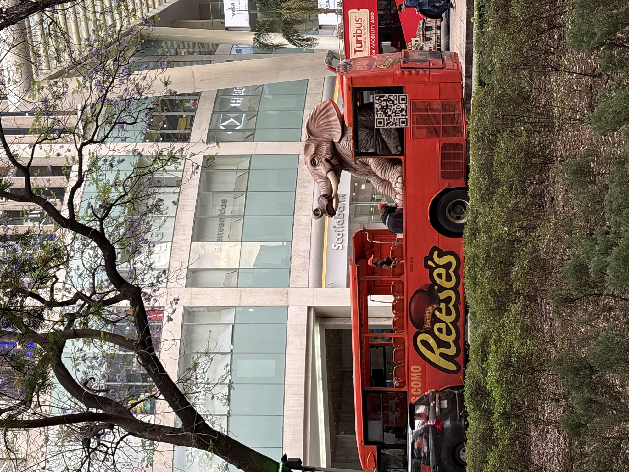 A street scene in Mexico City, Mexico, shows a double-decker bus branded with "Reese's" in large, yellow lettering. An elephant statue is partially visible in the open top of the bus. A QR code is posted on the bus. Behind the bus is a modern building with large windows and signage for "Scotiabank" and "HSBC". A tree with bare branches is on the left side of the image. A "Turibus" is parked in front of the Reese's bus. A dark-colored car is near the bus. Green bushes are on the right. The image is rotated to the right.