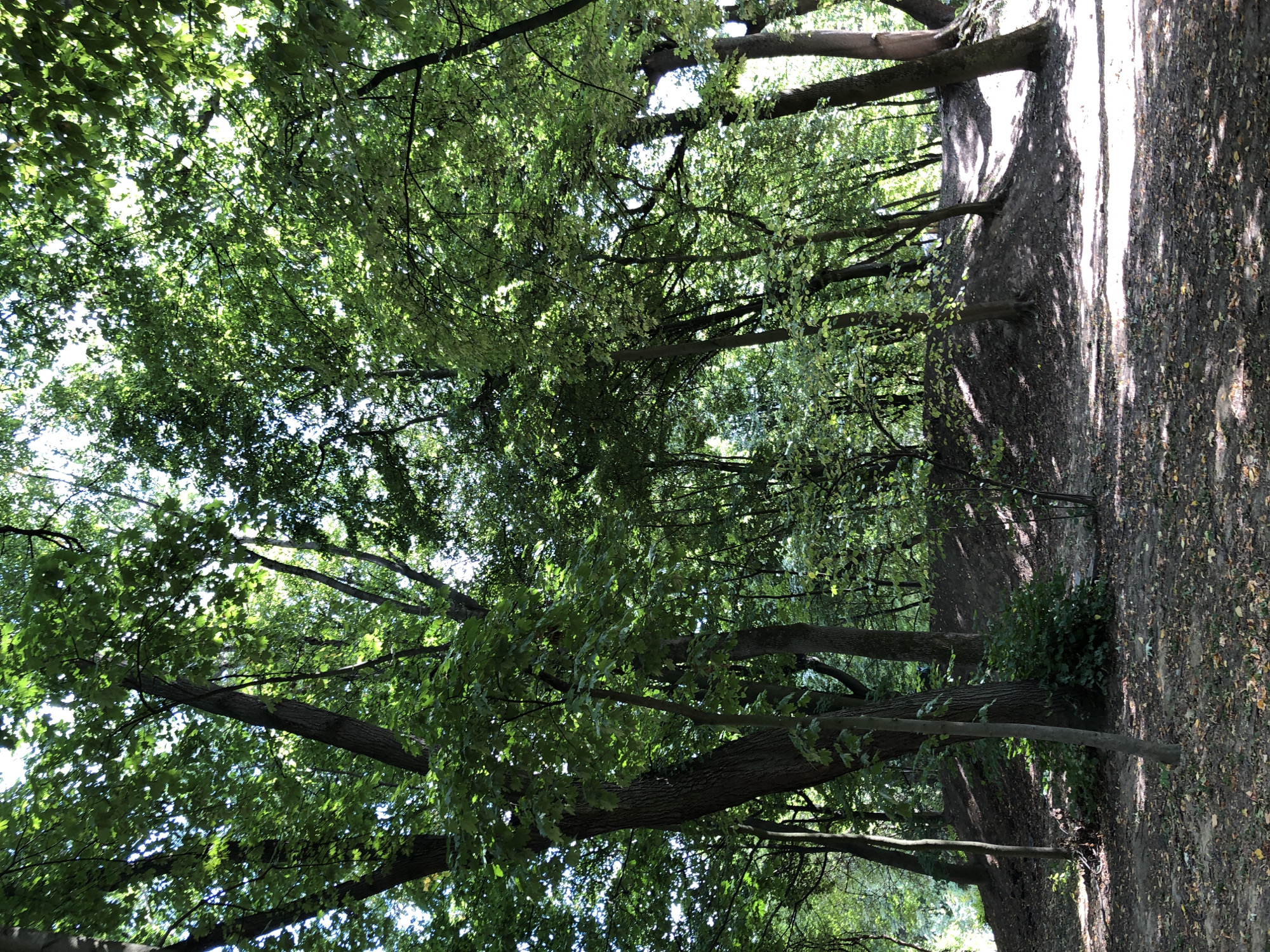 The image depicts a sun-dappled forest floor with scattered leaves and patches of light. Several trees with dense green foliage dominate the scene, creating a canopy overhead. The ground slopes upwards in the mid-ground, forming a gentle hill with some vegetation. The overall impression is a natural, wooded environment within a park or forest area. This scene is consistent with many areas within Lviv, Ukraine, known for its extensive green spaces and parks such as the Stryiskyi Park or the Lychakiv Cemetery, which features wooded sections. There are no visible people or specific landmarks to pinpoint an exact location within the city.