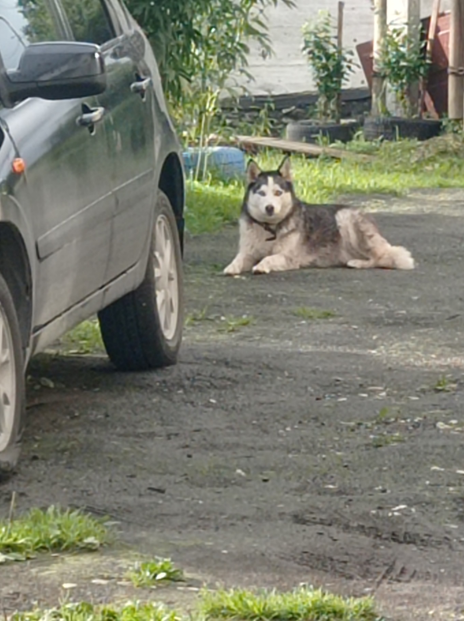 A husky dog lies on a dirt ground next to a dark-colored car. The car is parked and partially visible from the side. The dog is light gray and white with blue eyes and is lying down with its paws in front of it. The background shows some greenery, trees, and a building structure. The scene appears to be outdoors in a rural or semi-rural area. There are no people visible in the image. The image quality is moderate, with some blur and noise. The setting is consistent with the environment found in Degtyarsk, Russia, which is known for its industrial past and surrounding natural landscapes.