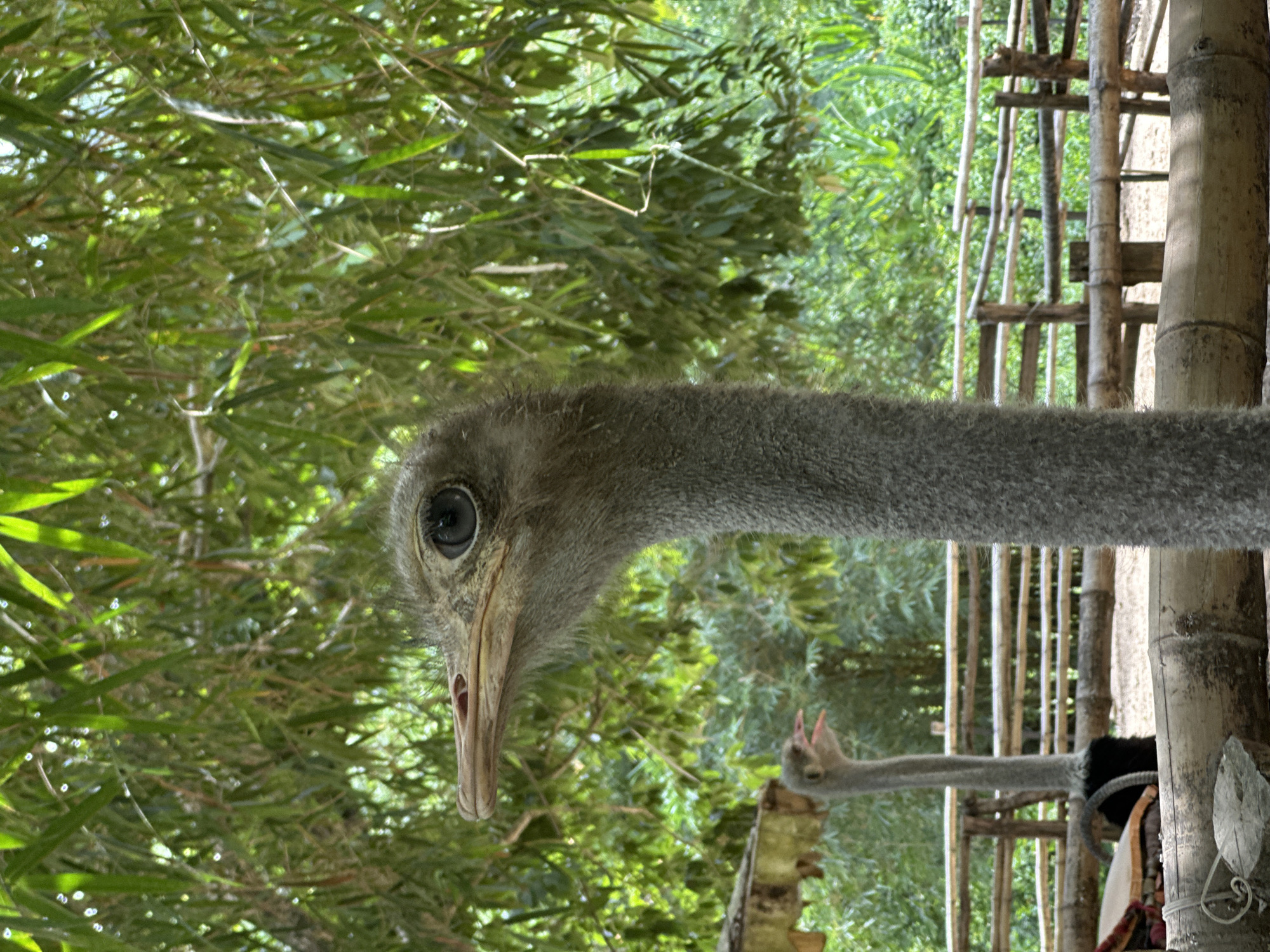 The image shows a close-up of an ostrich's head and neck, with another ostrich in the background. The ostriches are in an outdoor enclosure with bamboo fencing and lush green foliage. The ostrich in the foreground is facing left, with its large eye clearly visible. Its beak is long and pointed, and its neck is covered in grey feathers. The background ostrich is smaller and appears to be calling out, with its beak open. The scene suggests a natural habitat or a zoo enclosure designed to mimic one. The location is identified as Khánh Vĩnh, Vietnam, likely an animal sanctuary or park.