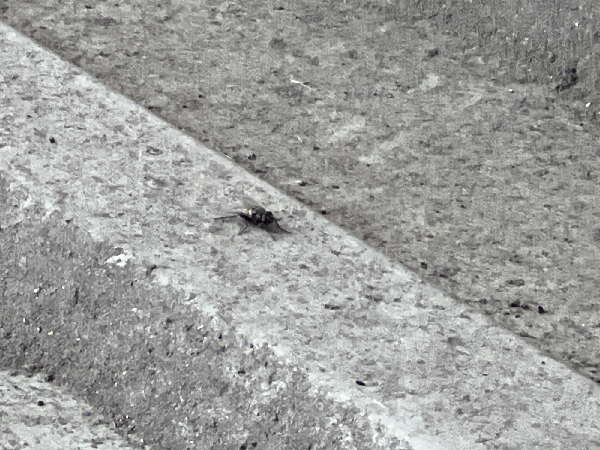 The image shows a close-up, grayscale view of a dark insect on a rough, textured surface, likely concrete, in Krushynka, Ukraine. The insect, possibly a fly or a beetle, is small and dark with visible legs and wings. It is positioned near the crevice of two angled surfaces. The background is predominantly gray, with variations in tone and texture due to the material's roughness. There are no people or other discernible objects in the frame. The lighting appears to be natural, casting subtle shadows and highlighting the texture of the surface.