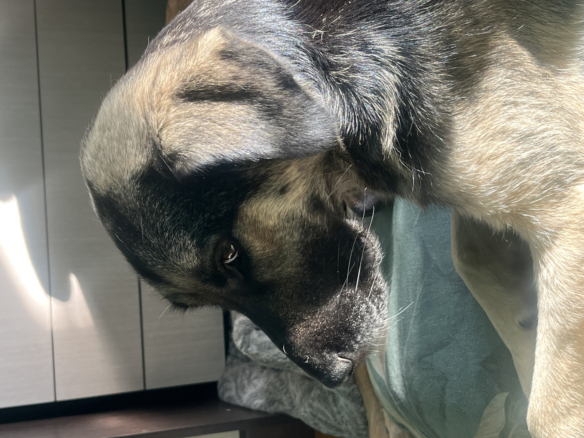 A close-up shot shows the head and upper body of a dog, likely a German Shepherd mix due to its coloration, resting its head downwards as if lying on something. The dog has predominantly black and tan fur. Part of a light-colored cabinet or wardrobe is visible in the background to the left, with distinct shadows cast upon it. The dog is resting on something draped with a green cloth or blanket. The light source appears to be from the left, creating high contrast and illuminating certain areas of the dog’s fur. There is no indication of the location being Nizhny Tagil, Russia or any other specific location. No people are visible, and there are no apparent actions or interactions other than the dog resting.