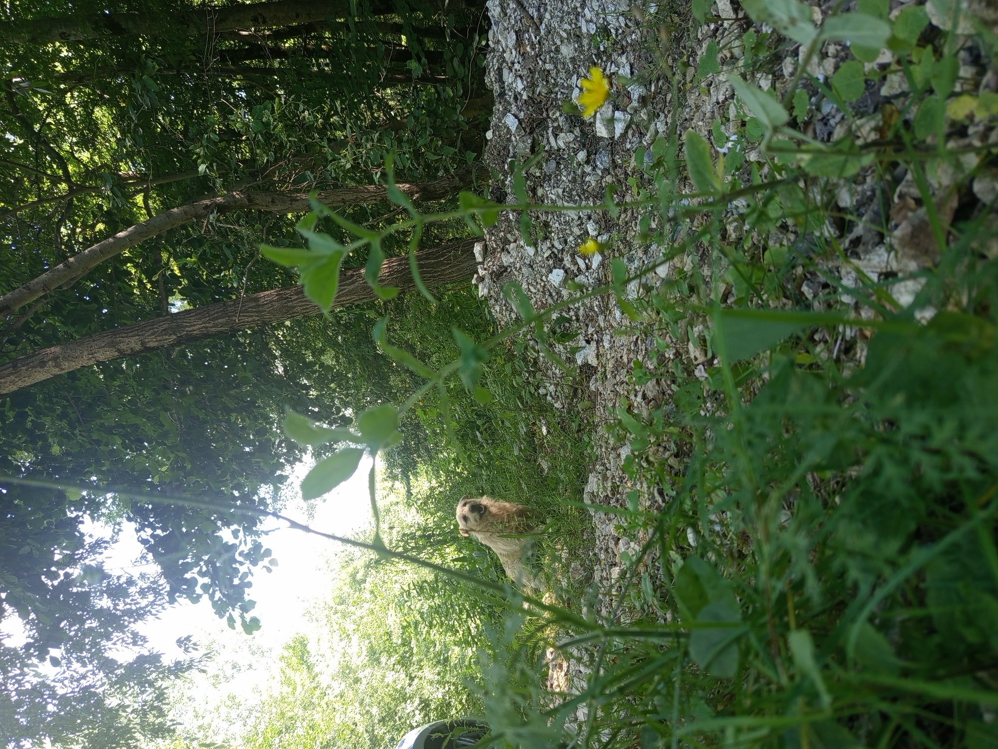 In a natural setting within the city of Giaginskaya, Russia, a medium-sized, light-colored dog with shaggy fur sits attentively in a patch of grass and gravel. The dog's mouth is slightly open, and it appears to be looking towards the camera. The environment surrounding the dog is dense with lush green foliage and trees, suggesting a woodland or overgrown area. Sunlight filters through the leaves, creating dappled light on the ground. In the foreground, the perspective is low, with green grass and some small yellow flowers in focus. To the far left of the frame, the wheel and part of the body of a vehicle are visible, partially obscured by greenery. The background is a dense forest.