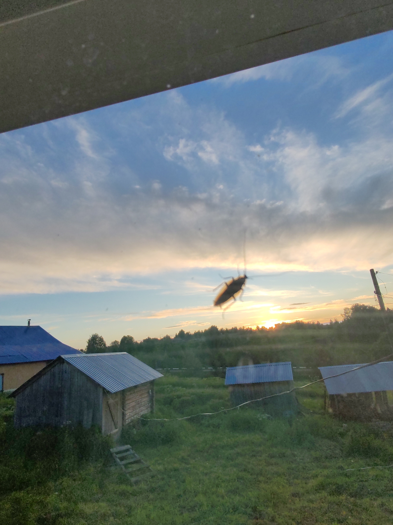 The image depicts a rural or semi-rural outdoor scene at sunset, observed through a window or pane of glass in the city of Чухлэм, Russia. In the immediate foreground, a dark, horizontal bar, likely a window frame, extends across the top, showing some textural imperfections. Centrally positioned against the sky, a large, dark, blurry insect, possibly a cockroach, is seen clinging to the glass, its antennae visible.
The upper two-thirds of the image show the sky, transitioning from a light blue overhead to warm orange and pink hues near the horizon, indicative of sunset. Scattered clouds, both wispy and diffuse, are present. The setting sun, a bright glare of orange light, is visible just above the distant tree line, slightly right of center.
The midground features a dark green, hazy tree line along the horizon. Below this, the ground is covered in green grass. To the far left, the corner of a building with a vibrant blue metal roof and light-colored walls is visible, topped with a small chimney. In the lower-left quadrant, a small, weathered wooden shed with a corrugated silver metal roof stands on the grassy terrain, featuring a visible door and a crude wooden ladder or steps leading up to it. Further right, two additional smaller structures, also appearing to be sheds with blue or gray roofs, are partially visible in the midground, one with what appears to be stacked logs. On the far right, a wooden utility pole with wires extends vertically from the tree line. A horizontal wire also crosses the midground from left to right. No people are visible.