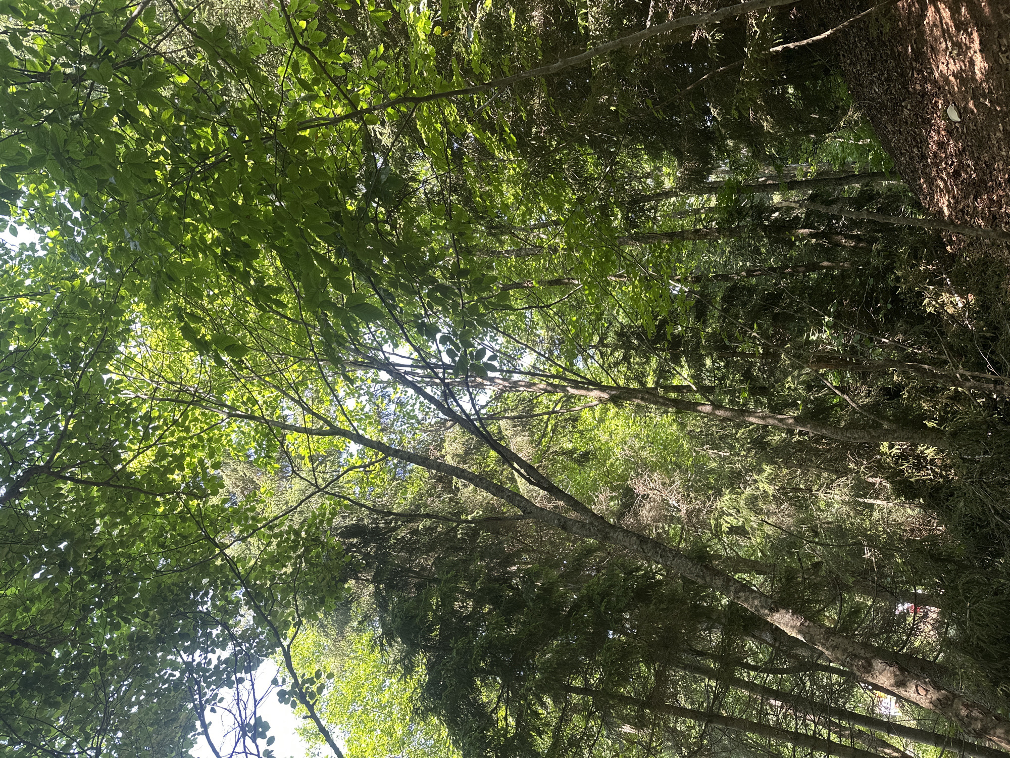 This is a low-angle, full shot of a dense forest with sunlight filtering through the leaves. The trees are a mix of deciduous and evergreen species. The ground is covered in fallen leaves and some undergrowth. The overall impression is one of a lush, shaded forest. The image appears to be taken in Bakuriani, Georgia, a mountain resort town known for its natural beauty and forests.