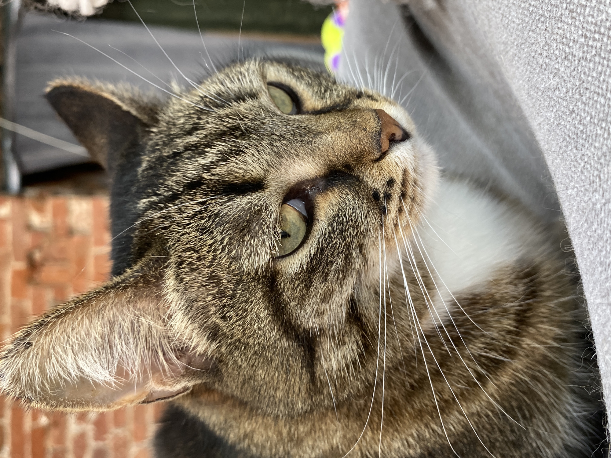 A close-up, angled shot captures the detailed face and side profile of a domestic tabby cat. The cat, primarily brown and black with white accents on its chest and muzzle, is looking upwards and to the right, its green eyes wide and focused, conveying an alert and curious expression. Its pinkish-brown nose is visible, along with numerous long, white whiskers that stand out against its fur.
The lighting suggests it is daytime, with bright highlights visible on the cat's fur and whiskers. The texture of its fur is clearly discernible, showing individual hairs and tabby markings. In the softly blurred background on the left, a reddish-brown brick pattern is faintly visible, possibly indicating an outdoor setting like a balcony or patio. To the right, a light gray, textured fabric surface, possibly a blanket or part of an upholstered item, creates a soft contrast with the cat's fur. No text is visible in the image.