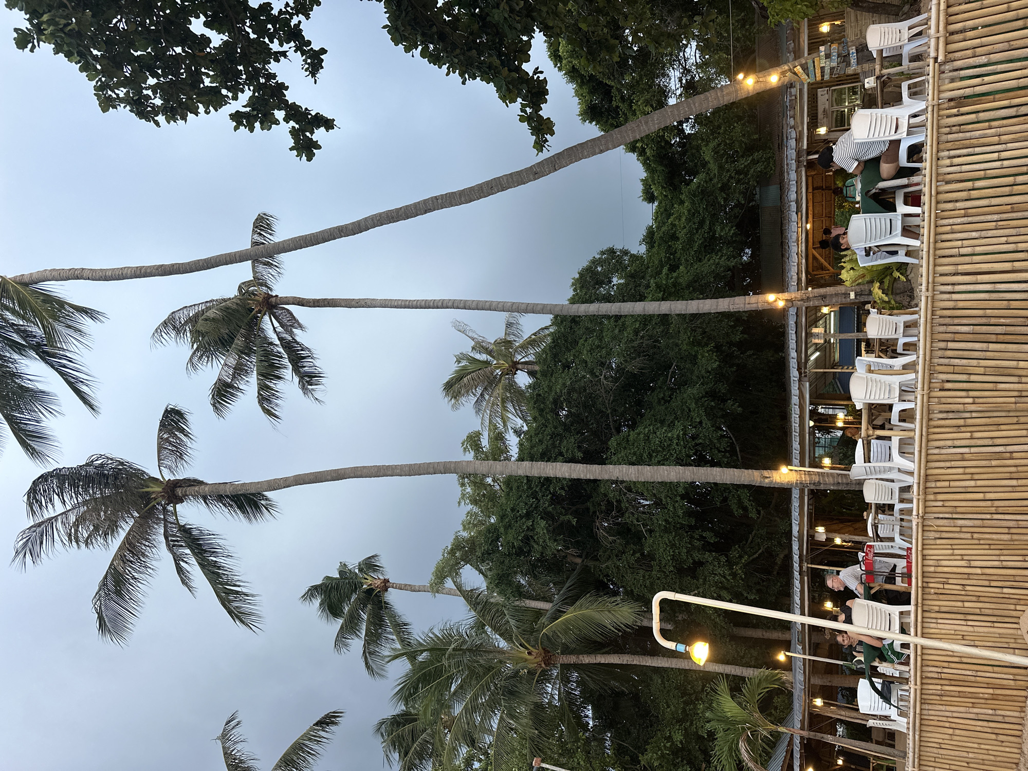 The image depicts an outdoor seating area of a restaurant or cafe, likely in a tropical location given the presence of palm trees. The scene is oriented vertically, with the sky and treetops at the top, and the restaurant's seating area at the bottom. Several tall palm trees with their characteristic fronds are prominent throughout the frame, extending upwards towards a cloudy, overcast sky.
The seating area is constructed with bamboo elements, featuring rows of white plastic chairs and tables. Some individuals are seated at the tables, appearing to be patrons of the establishment. One person is visible wearing a striped shirt, and another person is wearing a dark green shirt. The atmosphere appears relaxed and casual.
Illuminated string lights are strung across the seating area, suggesting that it may be late afternoon or early evening. The lighting casts a warm glow on the bamboo structure and the white chairs. In the background, lush green trees and foliage contribute to the tropical ambiance. There are some signs visible on the building behind the seating area, but the text is not legible. The overall impression is of a tranquil, open-air dining or social space, possibly near a beach.