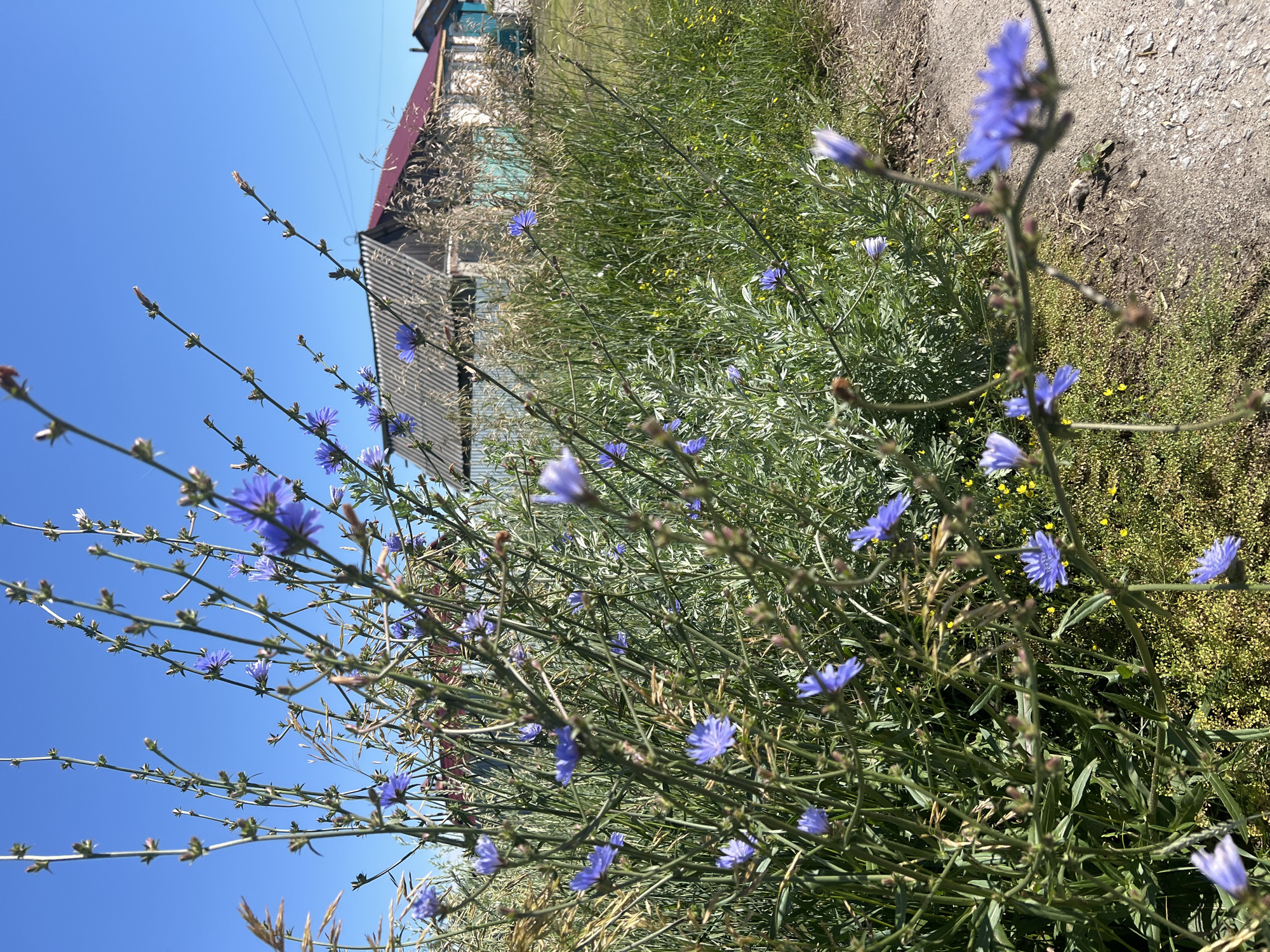 In Pivkino, Russia, on a bright, clear day, a low-angle shot captures a patch of wild chicory with its delicate blue flowers in the foreground. The plants, with their tall, slender stems, are in sharp focus, creating a natural, wild garden effect. In the background, a rural scene unfolds. A weathered, grey wooden house with a red roof stands partially obscured by tall, dry grasses, suggesting a rustic, traditional setting. Further along, the turquoise trim of another building is visible, hinting at a small village or countryside community. The overall impression is one of serene, rural life under a vast blue sky.