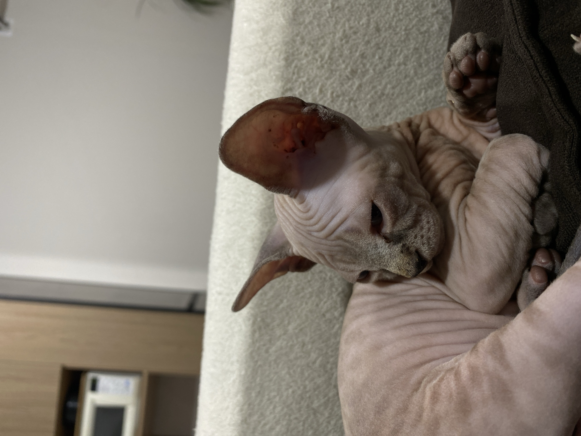 A Sphynx cat is depicted resting in a domestic interior in Pervomaysky, Russia. The cat, exhibiting a pinkish-beige wrinkled skin tone, is positioned on a light-colored, textured fabric surface, with a portion of its body resting on a dark brown blanket. Its head is turned towards the viewer's right and slightly downward. The inner surface of the cat's prominent right ear shows reddish discoloration with several dark spots. In the blurred background to the left, a white microwave oven is visible within a wooden cabinetry unit. The background to the right consists of a plain, light-colored wall. The cat's forepaws are folded beneath its chin area, revealing pinkish-brown paw pads. No human presence is visible in the frame.