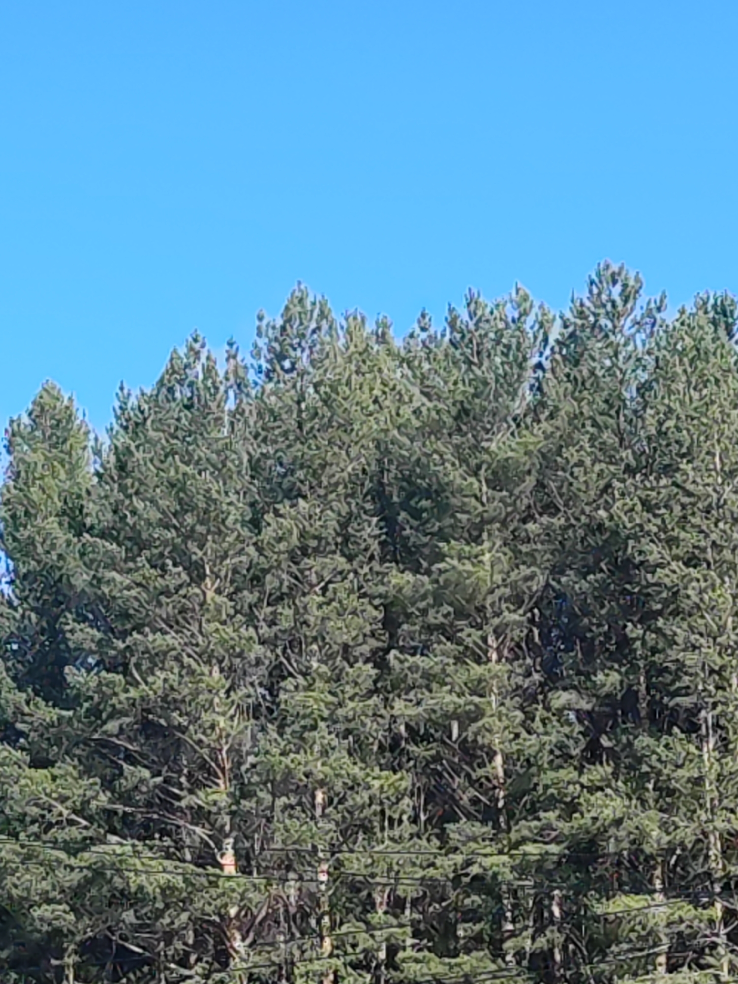 The image depicts a dense stand of evergreen trees, likely pines, against a clear blue sky. The trees are fully foliaged, creating a continuous green canopy. The location is indicated as Chaikovsky, Russia, suggesting a northern latitude where such forests are common. The trees appear to be mature, judging by their height and density. There are no people, animals, or other objects visible in the scene beyond the trees and sky. The focus is solely on the natural environment.