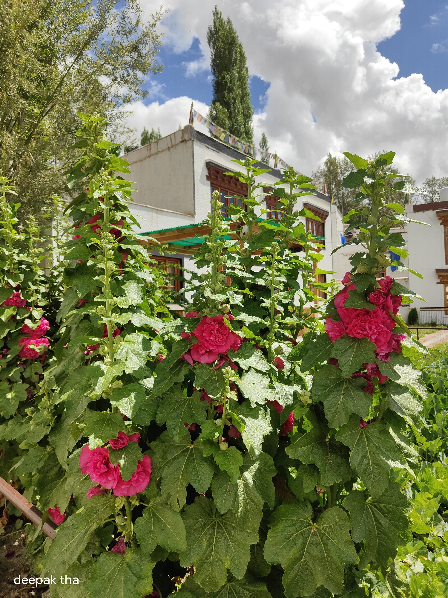 The image depicts a close-up view of several tall hollyhock plants with vibrant pink flowers in full bloom. The plants are lush and green, with large, textured leaves. In the background, a white building with traditional wooden window frames and eaves is visible. Prayer flags are strung across the top of the building, suggesting a cultural or religious site. The sky above is a mix of blue sky and white, fluffy clouds. The overall setting appears to be an outdoor garden or courtyard, likely in a place with a dry climate, such as Leh, India, given the architectural style and the presence of prayer flags. The lighting suggests it is daytime, possibly late morning or early afternoon. A signature, "deepak tha," is visible in the bottom left corner.