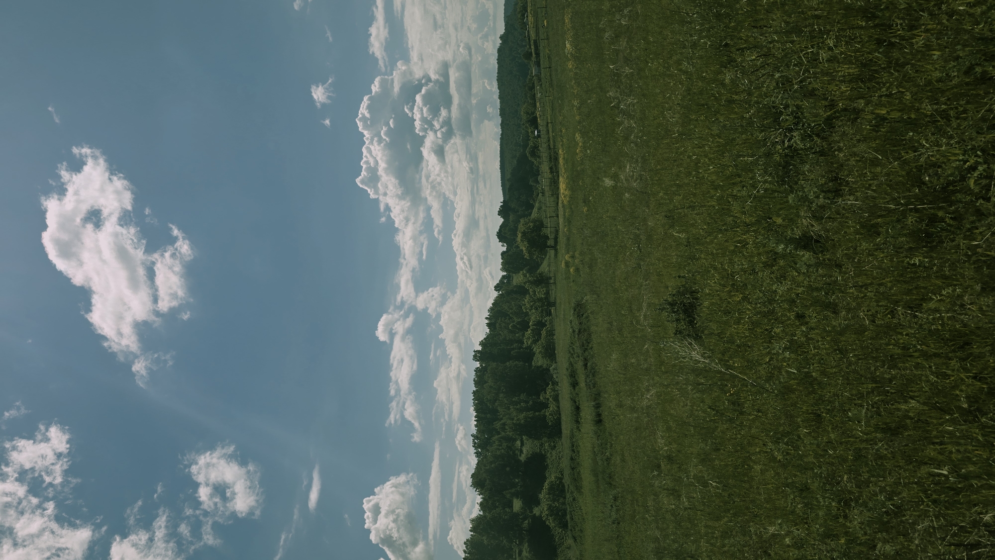The image depicts a lush green meadow stretching towards a treeline under a bright blue sky dotted with fluffy white clouds. The foreground is dominated by tall, wild grass, some of which appears to be in seed. In the middle ground, the terrain slopes gently upward, meeting a dense, verdant forest that forms a natural backdrop. Scattered amongst the trees are hints of lighter green foliage, suggesting a mix of deciduous and evergreen species. The sky above is a vibrant blue, with large, cumulus clouds casting soft shadows and creating a sense of depth and volume. A faint haze or lens flare is visible in the upper left quadrant of the sky. The overall impression is one of a serene, natural landscape, likely in a rural setting. There are no people or man-made structures immediately visible in the scene, suggesting a natural park or undeveloped countryside. The image does not contain any elements that would allow for identification of the specific location within Kzyl-Chishma, Russia.