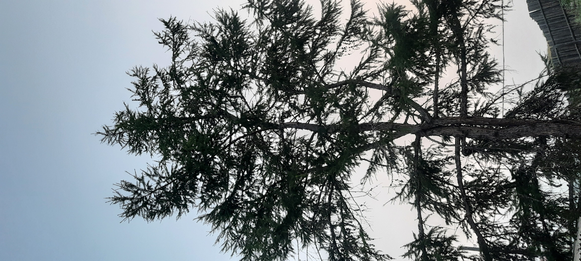 The image shows a large evergreen tree with dark green needles and a thick trunk, set against a pale blue sky. The tree's branches are spread wide, creating a dense canopy. In the background, a weathered wooden fence is visible. The scene appears to be located in a rural or suburban area, possibly in Borogontsy, Russia, given the context. The overall atmosphere is serene and natural.