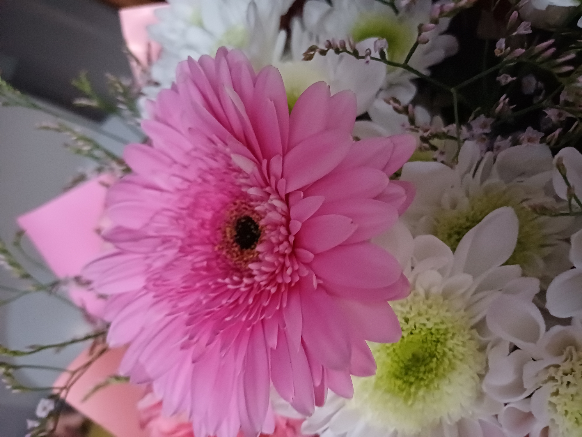 This media file is a close-up, indoor shot of a bouquet of flowers. The primary subject is a large, vibrant pink Gerbera daisy, positioned prominently in the foreground and slightly off-center to the left. Its petals are delicate and pointed, radiating outwards from a dark, fuzzy center.
Behind the Gerbera, several other flowers are visible. These include white chrysanthemums with lighter green centers, their petals appearing softer and more rounded than those of the Gerbera. The arrangement is completed by delicate, airy filler flowers with small, light-pink buds and sprigs of greenery. The background is out of focus, showing hints of a pink wrap or paper, and a dark, blurry surface that might be a table or a shelf.
The lighting appears to be soft and artificial, suggesting an indoor setting, possibly a home or a flower shop. There are no people or specific event activities depicted; the focus is solely on the floral arrangement. The overall mood is cheerful and perhaps celebratory, due to the bright colors and the presentation of the flowers. There is no visible text in the image.