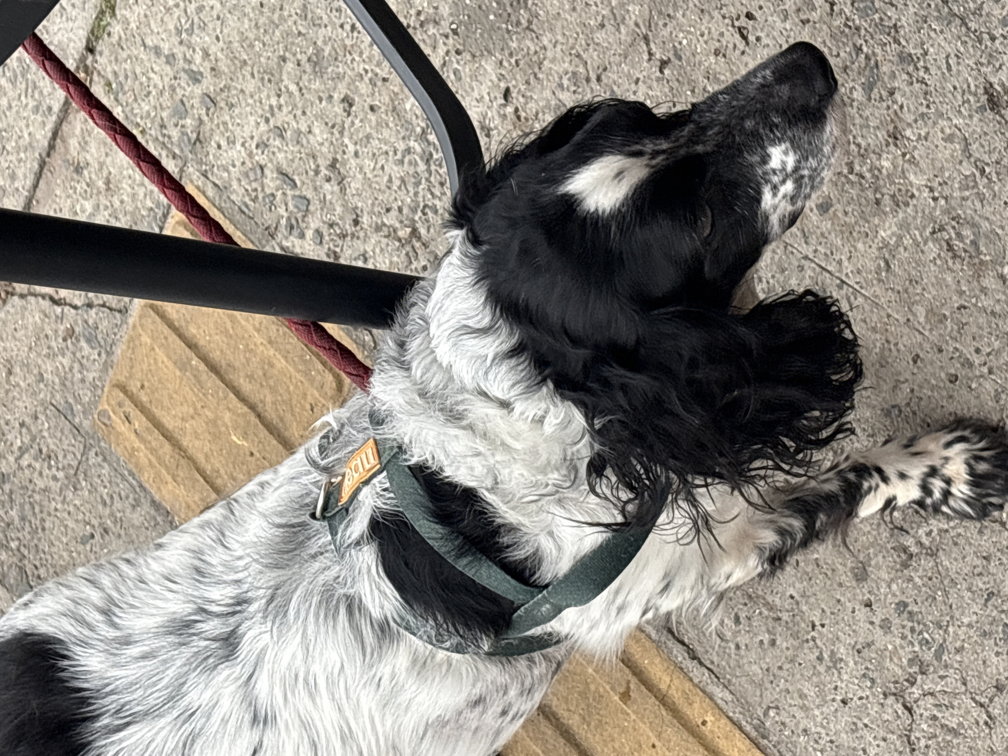 The image shows a close-up, overhead view of a black and white dog with a speckled coat, wearing a dark green harness with an orange tag. The dog is positioned on a concrete sidewalk with a section of raised, textured yellow material to its left, possibly a tactile paving strip. A dark metal pole and a red braided rope are visible to the right of the dog. The background consists of textured concrete, suggesting an urban outdoor environment. The dog's head is turned to the right, and its gaze is directed downwards. The lighting appears to be natural daylight, casting soft shadows. The scene is devoid of any discernible human presence or interaction. The location is identified as São Paulo, Brazil, based on external information not explicitly visible in the image.