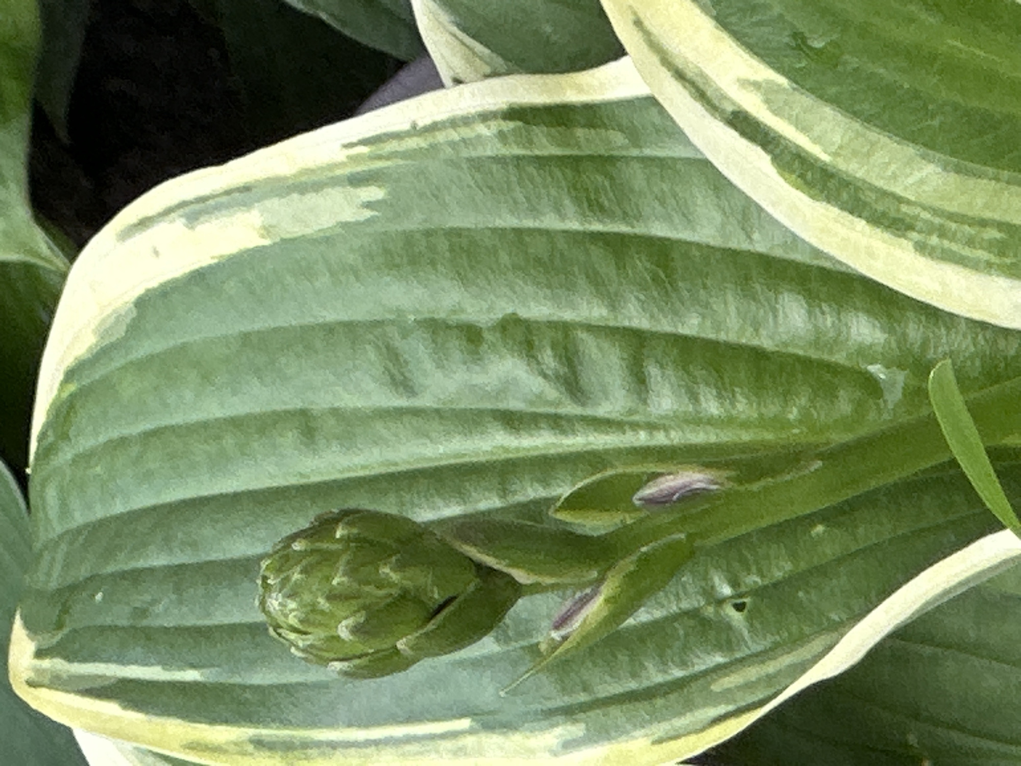The image shows a close-up of a plant with large, variegated green leaves and a developing flower bud. The leaves have prominent veins and a creamy white edge. A green stem emerges from the center of the leaves, topped by a tight bud with smaller, scale-like leaves. The background is dark and out of focus, suggesting a natural, shaded environment. There is no visible indication of the city of Podolsk, Russia, or any specific urban context in the image. The scene is focused entirely on the plant's botanical features.