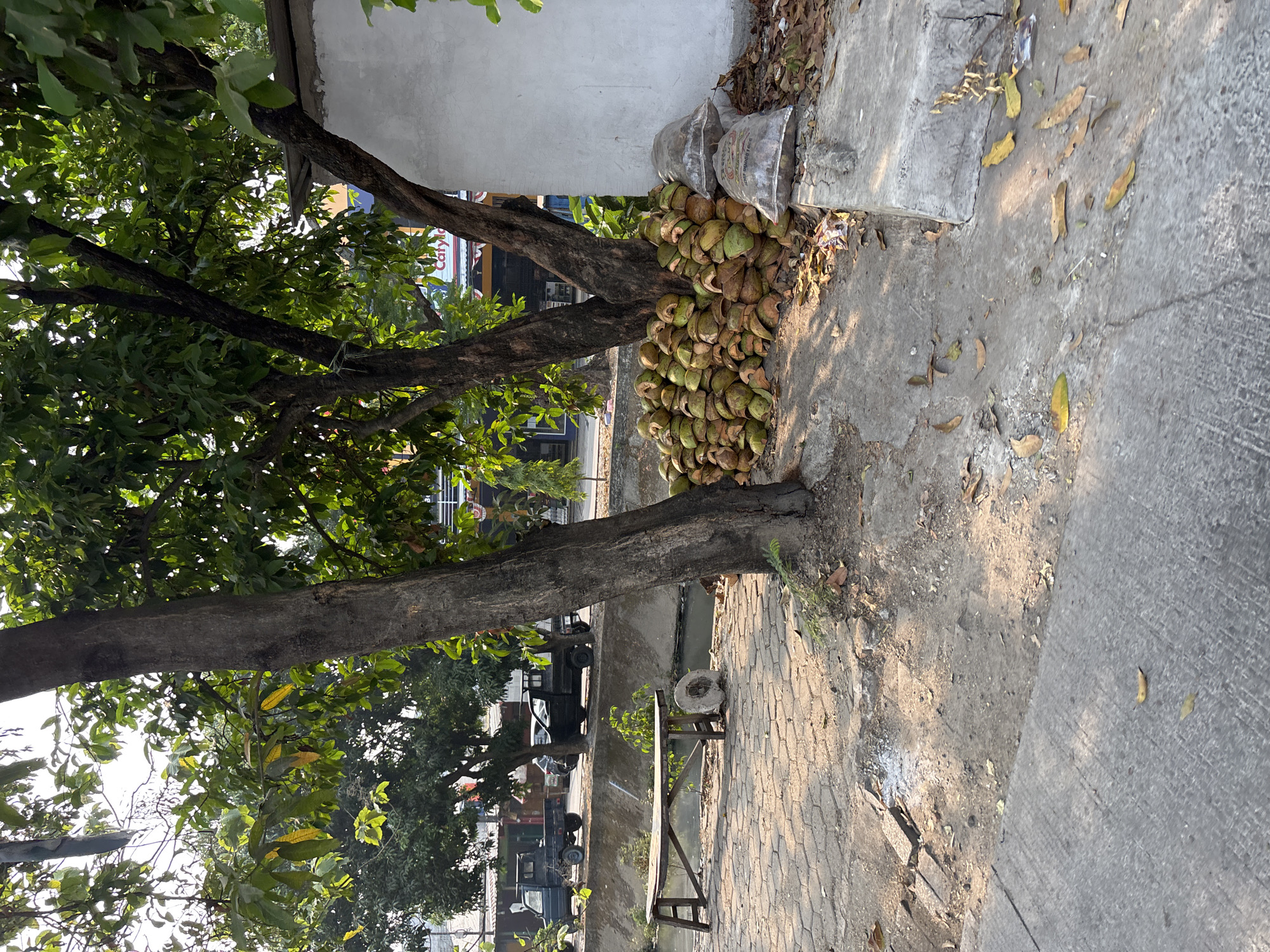 This is a medium shot, eye-level, outdoor photograph taken in Bekasi, Indonesia. The scene depicts a canal-side area with a paved walkway on the left and a pile of coconut husks on the right, against the base of a white wall and next to a large tree. In the foreground, a grey concrete path with a textured surface runs diagonally across the bottom of the frame, with scattered dry leaves on its surface. To the left, a section of a brick-patterned paved walkway is visible, leading towards a wooden bench that sits near the edge of a narrow canal filled with dark water. A circular stone object, possibly a grinding wheel, rests on the ground beside the bench.
Dominating the center and right of the image are several large trees with dark bark and lush green foliage. Their branches spread out, casting dappled shadows on the ground. A significant pile of split coconut husks, light brown and fibrous, is stacked haphazardly at the base of the tree on the right, partially obscuring the white wall behind it. Two large, opaque plastic bags, possibly containing more husks or refuse, are placed on the ground next to the pile of husks.
In the background, across the canal, is a street with light traffic. Two dark-colored pickup trucks are parked or driving on the street. Beyond the street, there are buildings with awnings and signs, suggesting a commercial area. The overall lighting suggests it is daytime, with sunlight filtering through the trees. The environment appears somewhat untidy, with debris and discarded materials visible. There are no people present in the frame.