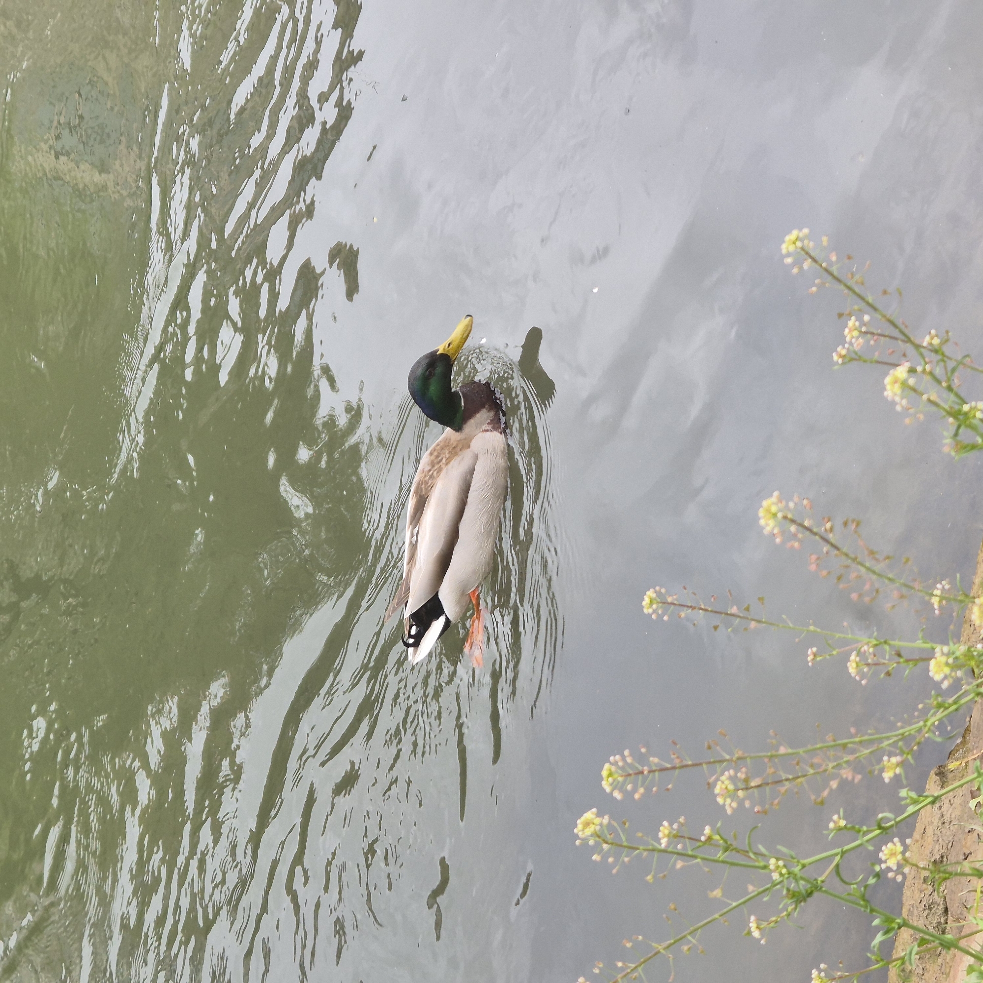 A mallard duck is swimming in the water of a canal in Strasbourg, France. The duck is facing the upper left of the image and has its head turned back, possibly preening. The water is a mix of green and gray, reflecting the sky. On the right side of the image, some small flowering plants are growing along the edge of the canal bank.