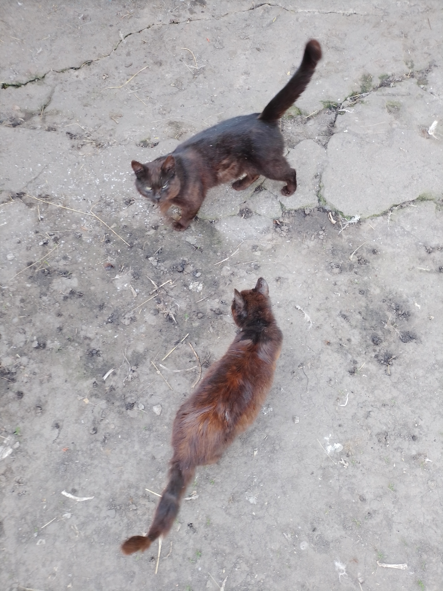 The image displays two domestic cats on an outdoor ground surface in Ustyvytsia, Ukraine. The ground is characterized by cracked, grey concrete or compacted dirt, interspersed with patches of exposed soil, small gravel, and scattered organic debris such as dry leaves and straw-like fragments. Sparse green vegetation, possibly moss or grass, is also visible.
In the upper portion of the frame, a dark brown to black cat stands, facing forward and slightly to the left. Its tail is raised and curved upwards. The cat's eyes appear light green. In the lower portion, a second cat, with reddish-brown fur, is observed from a dorsal perspective, oriented towards the upper-left of the frame. Its tail extends straight downwards. Several small white feathers are scattered on the ground, notably in the lower-right quadrant. The cats are in proximity but no direct interaction is visible.